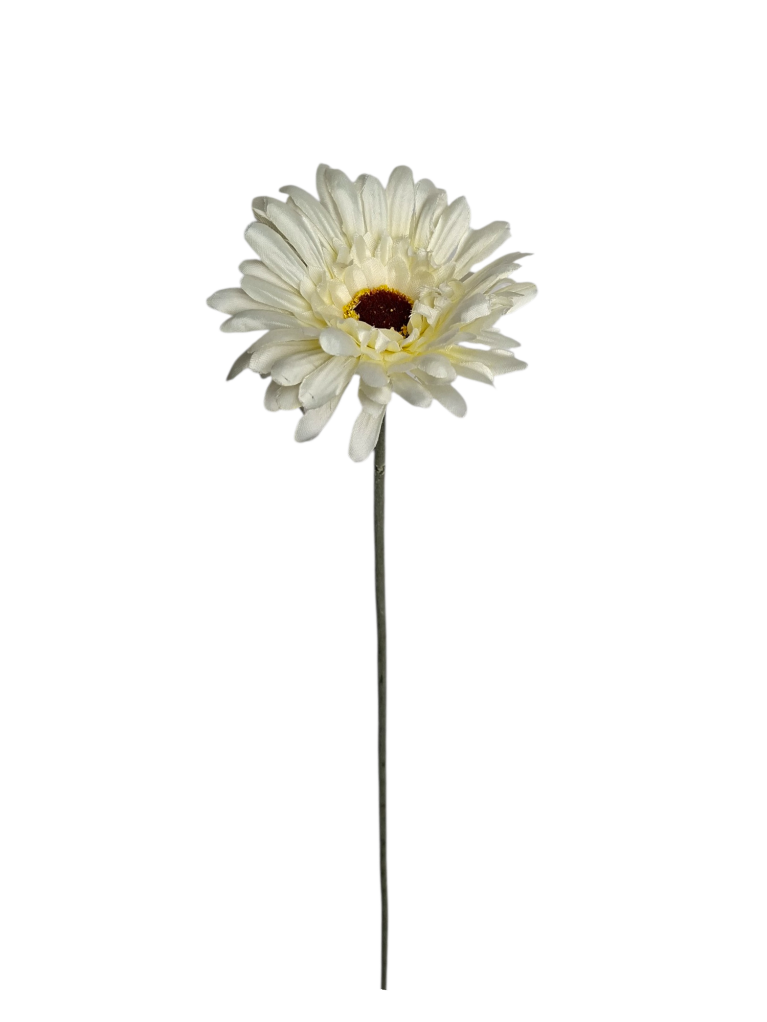 Gerbera - White