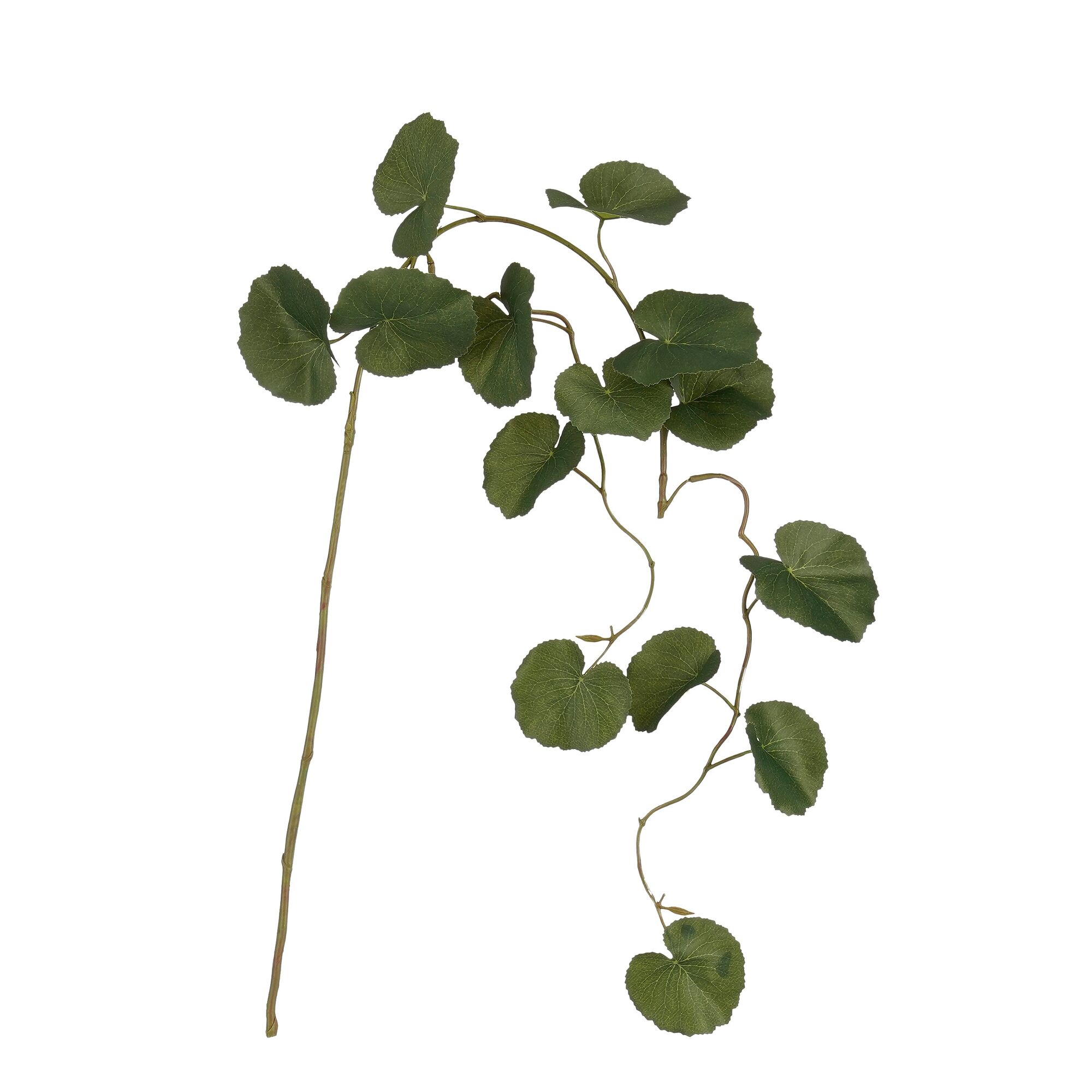 Galax hangend groen