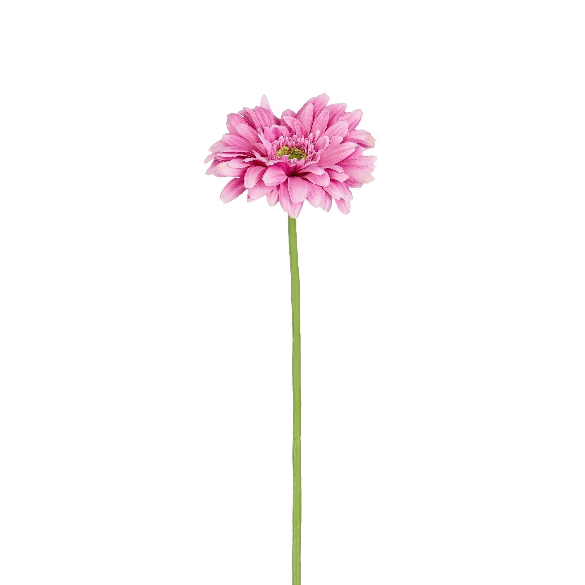 Gerbera paars