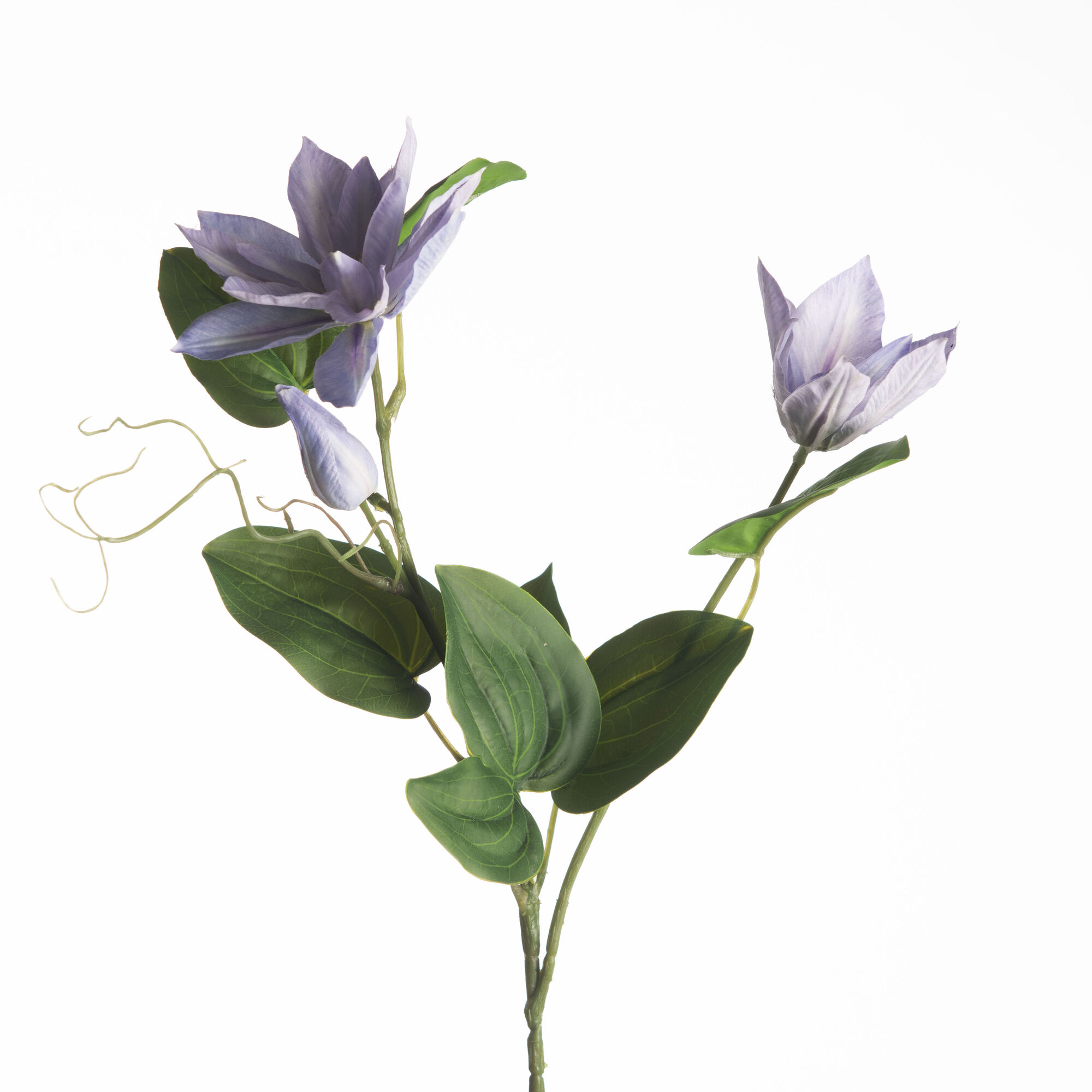 Clematis Spray x3 - Blue
