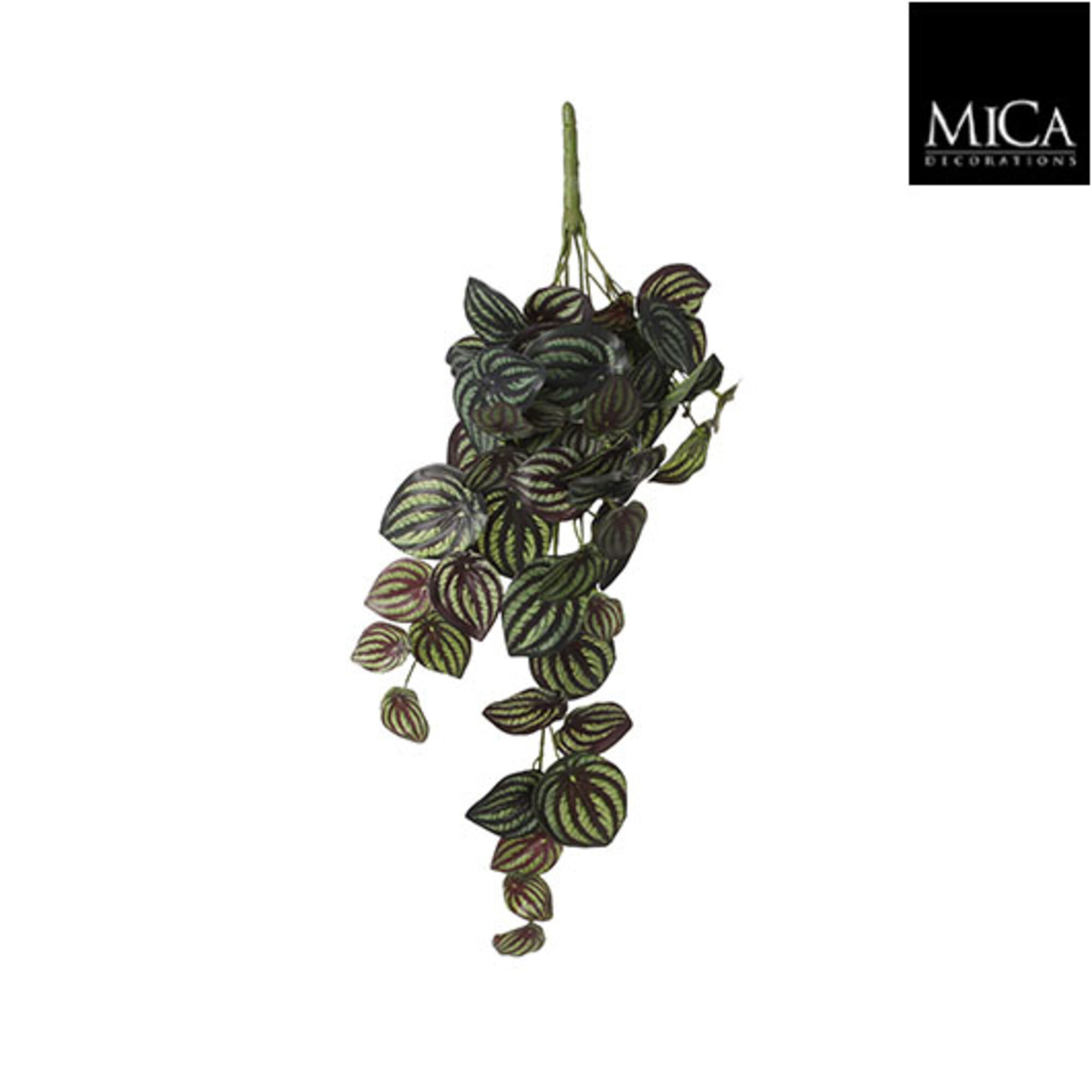 Peperomia hangend d.groen bont