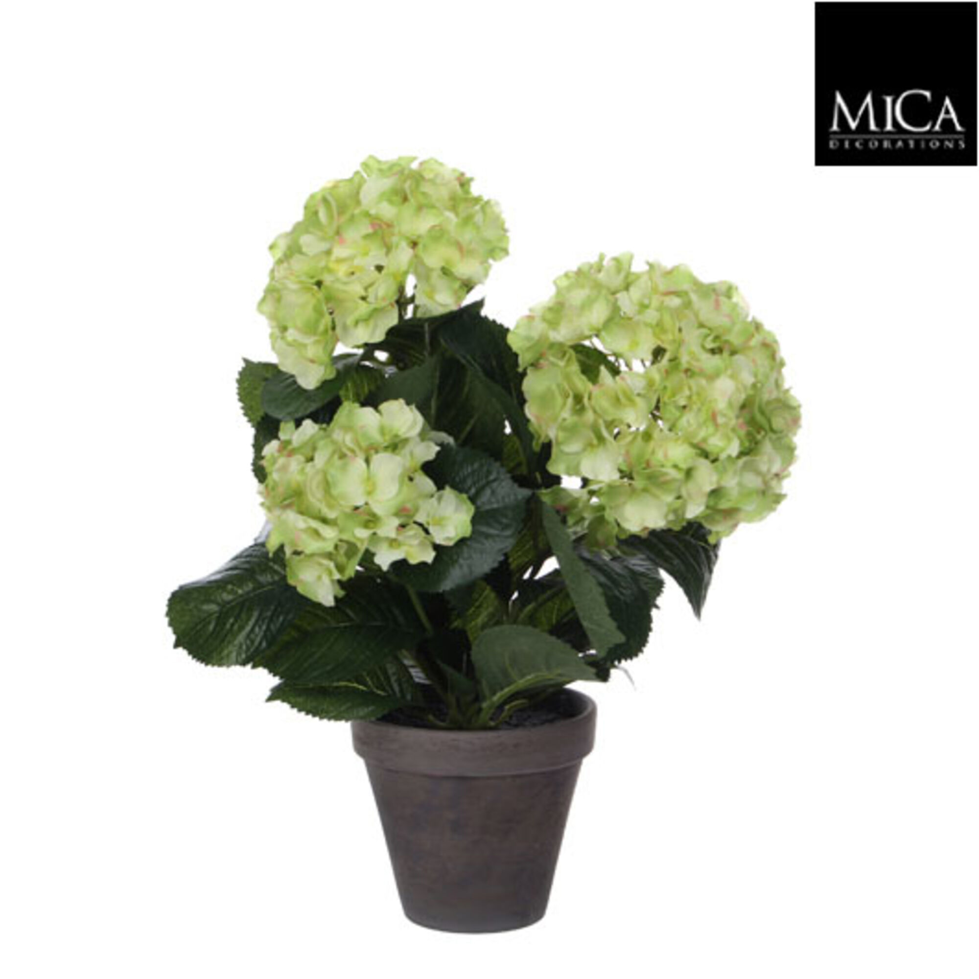 Hortensia groen in pot Stan grijs d13,5cm