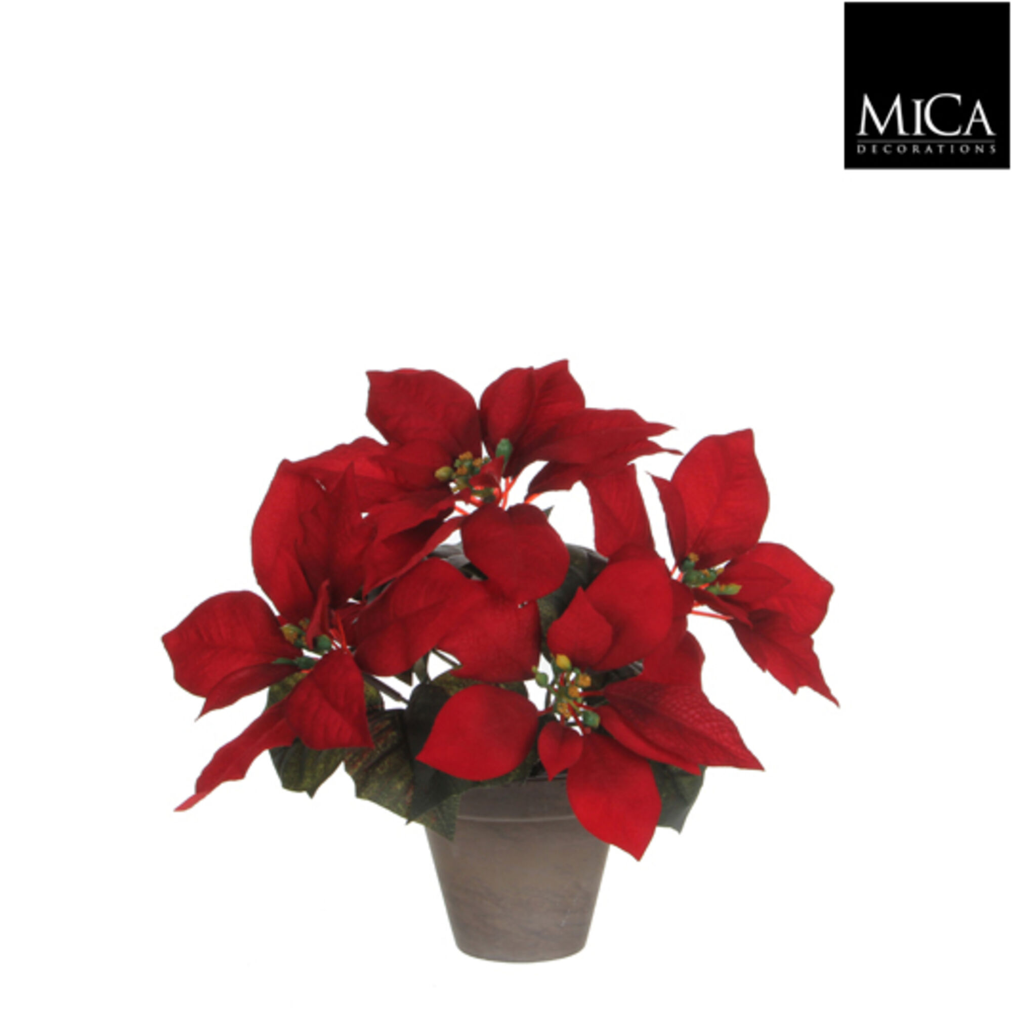 Poinsettia rood in pot Stan grijs d11,5cm