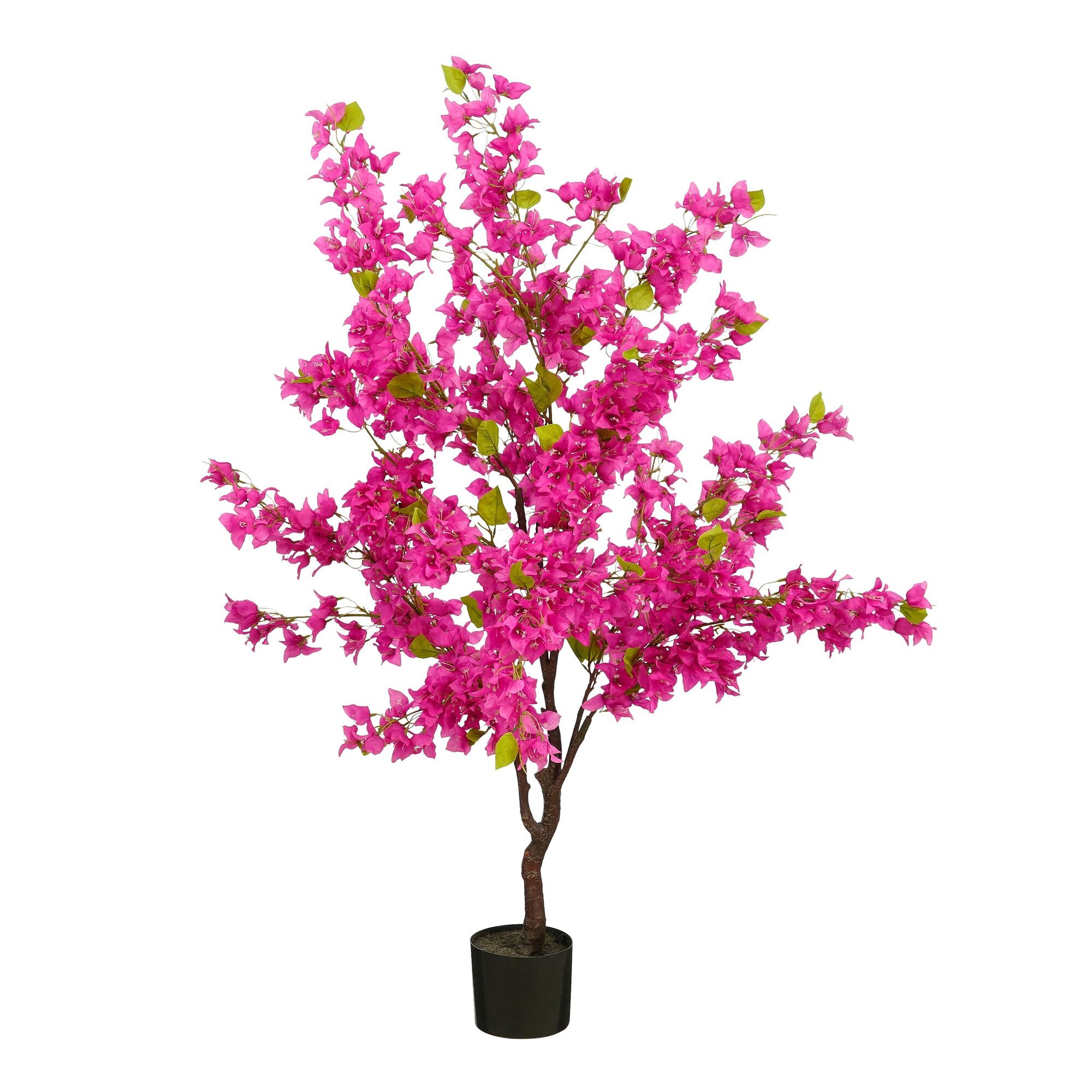 Bougainvillea boom in pot fuchsia
