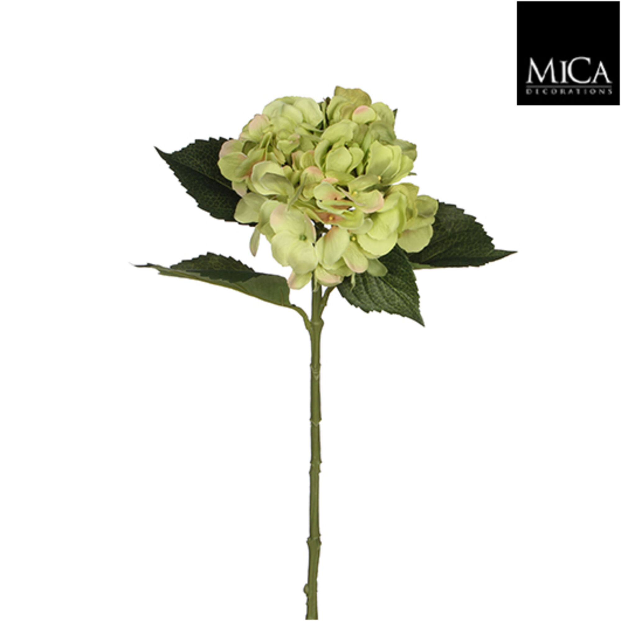 Hortensia groen