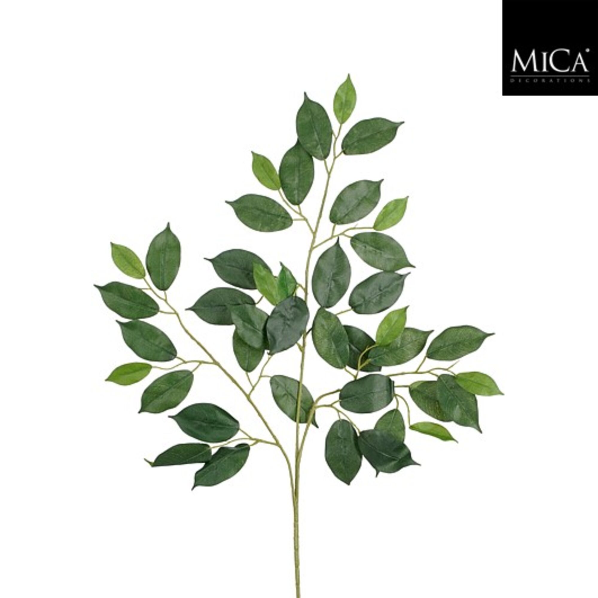 Ficus tak groen
