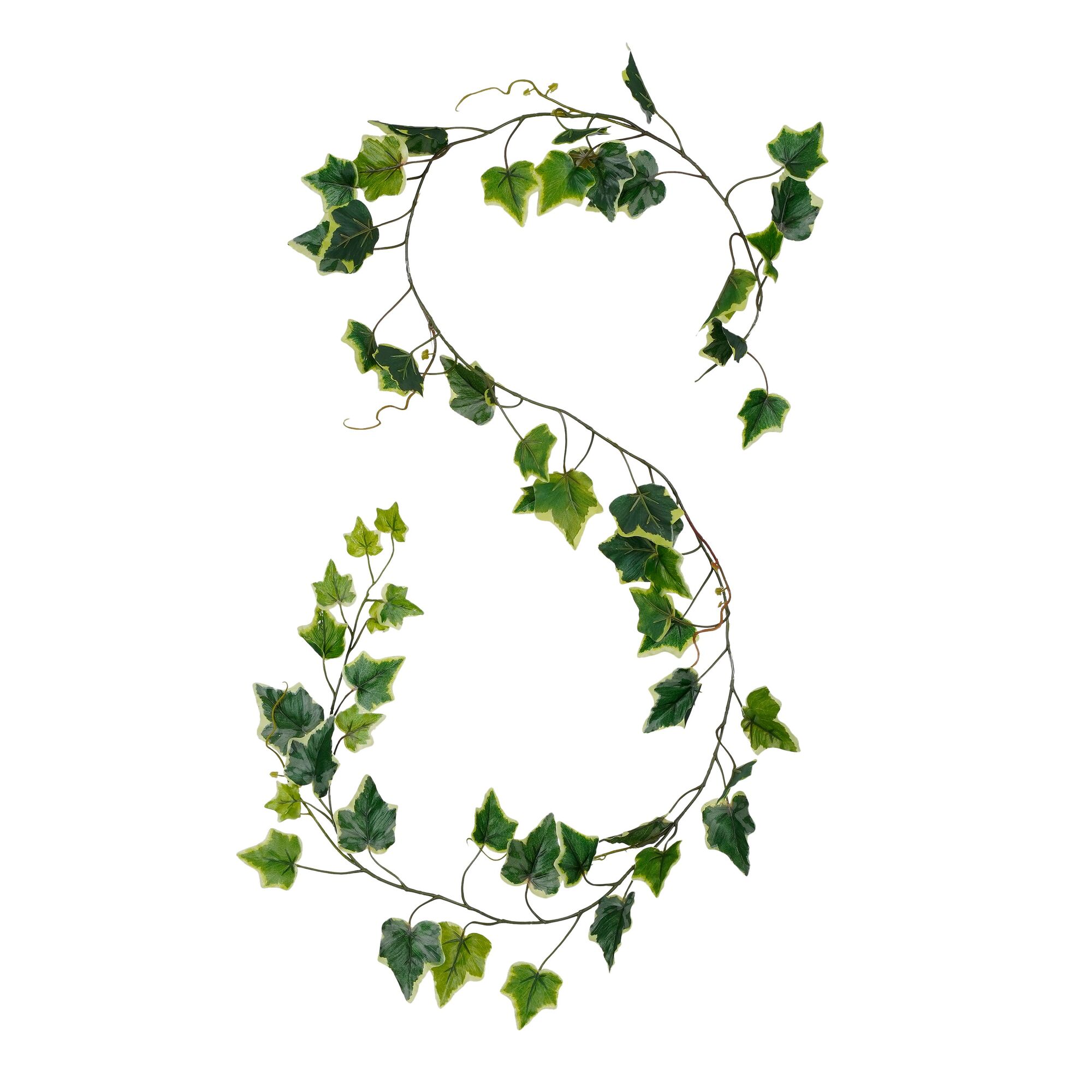 Slinger hedera groen