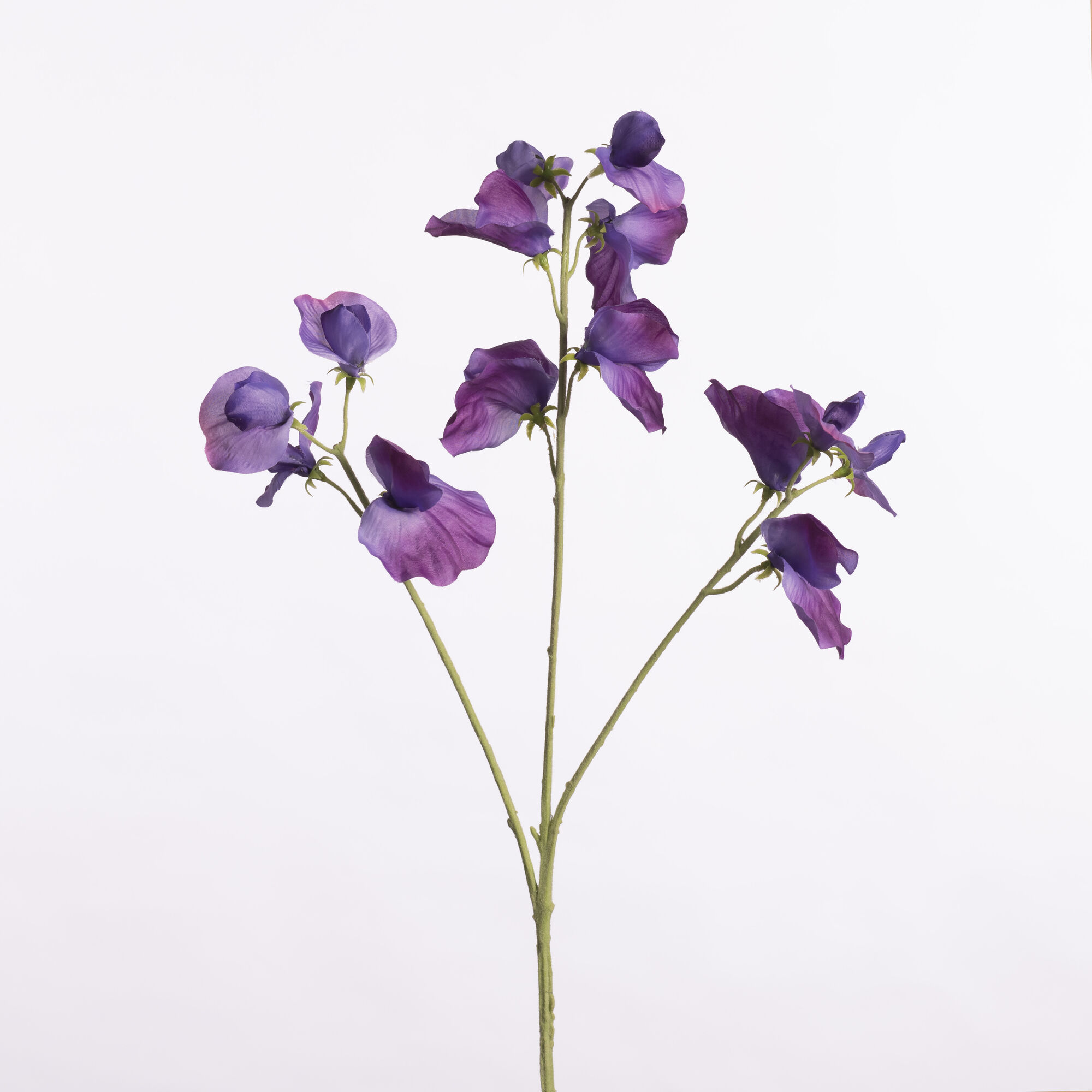 Lathyrus Spray x3 - Purple