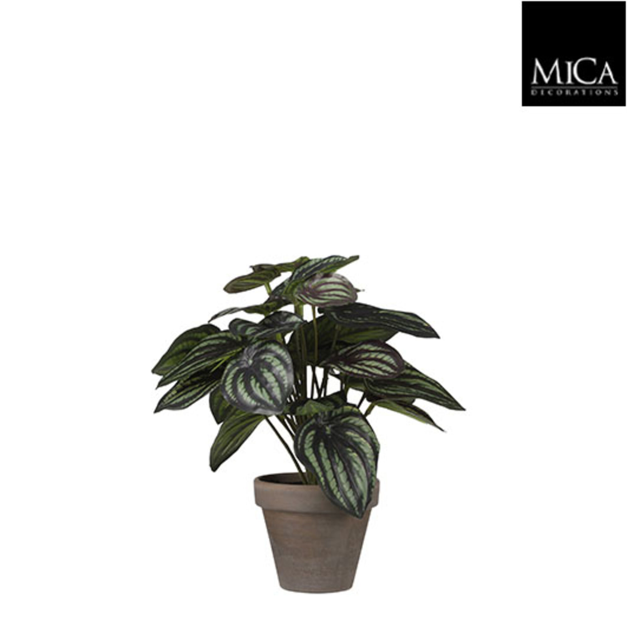 Peperomia d.groen in pot Stan grey d9cm