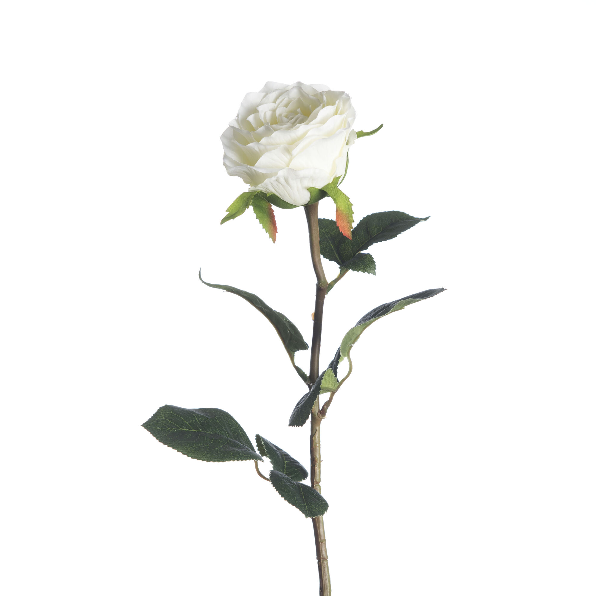 Rosa - White