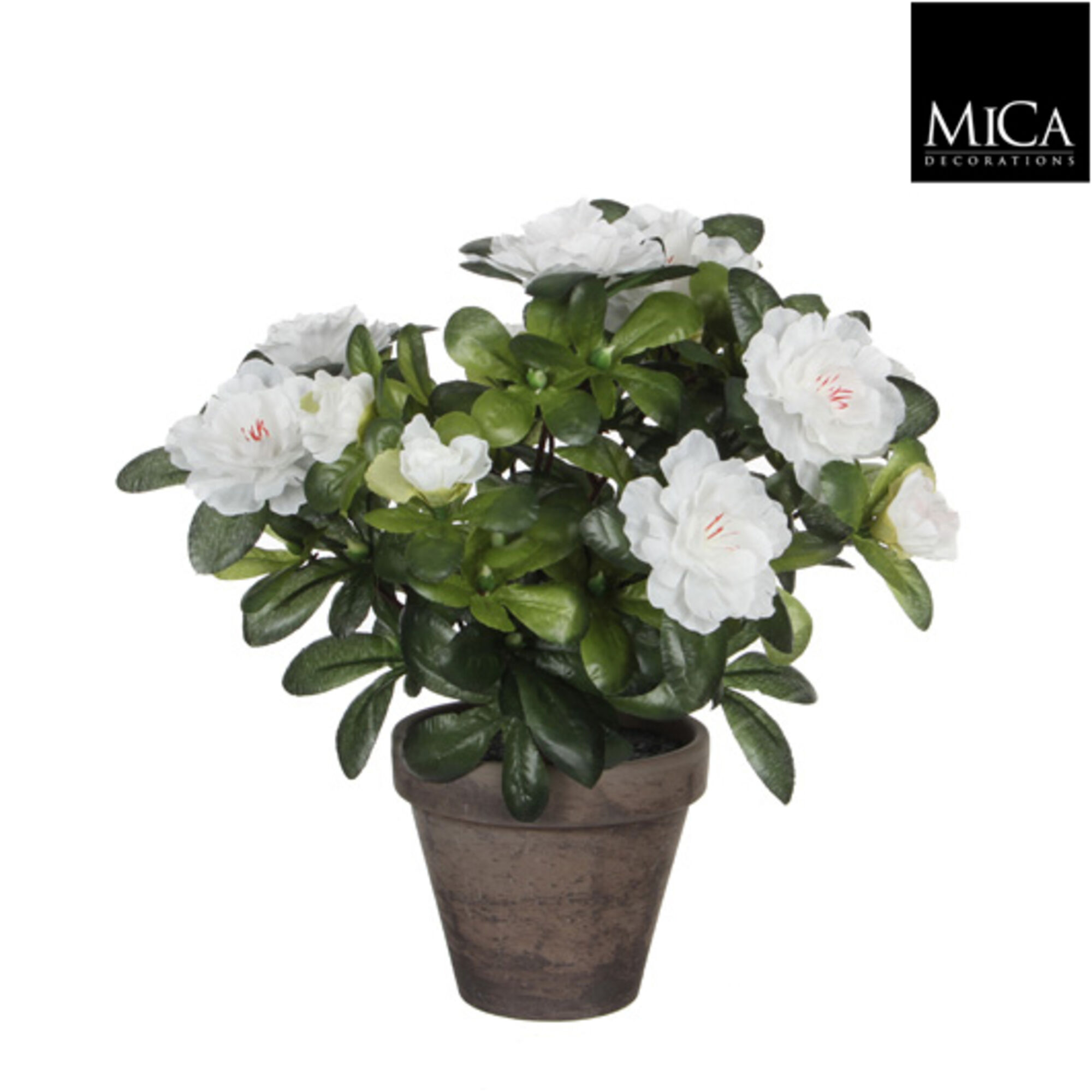 Azalea wit in pot Stan grijs d11,5cm