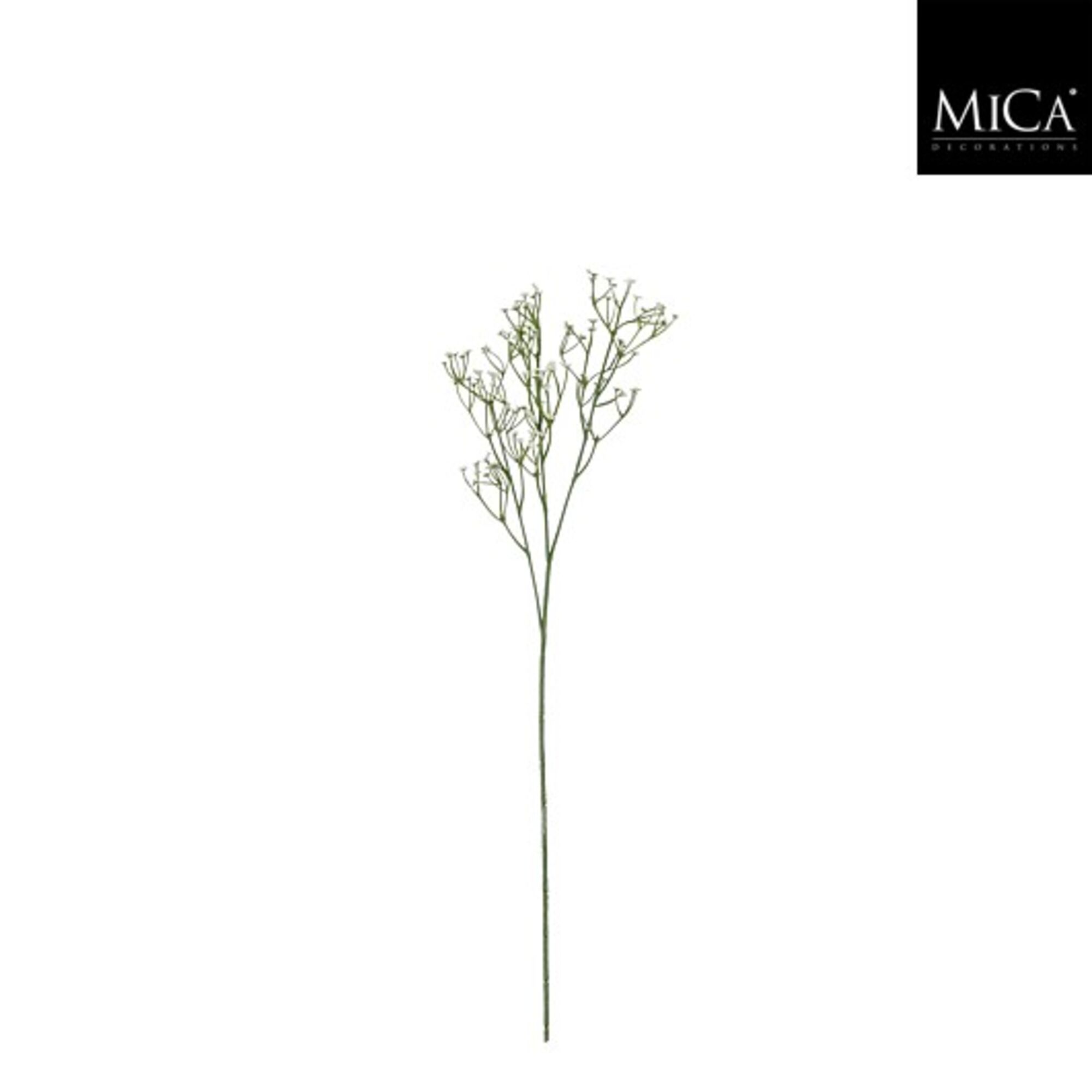 Gypsophyla tak wit