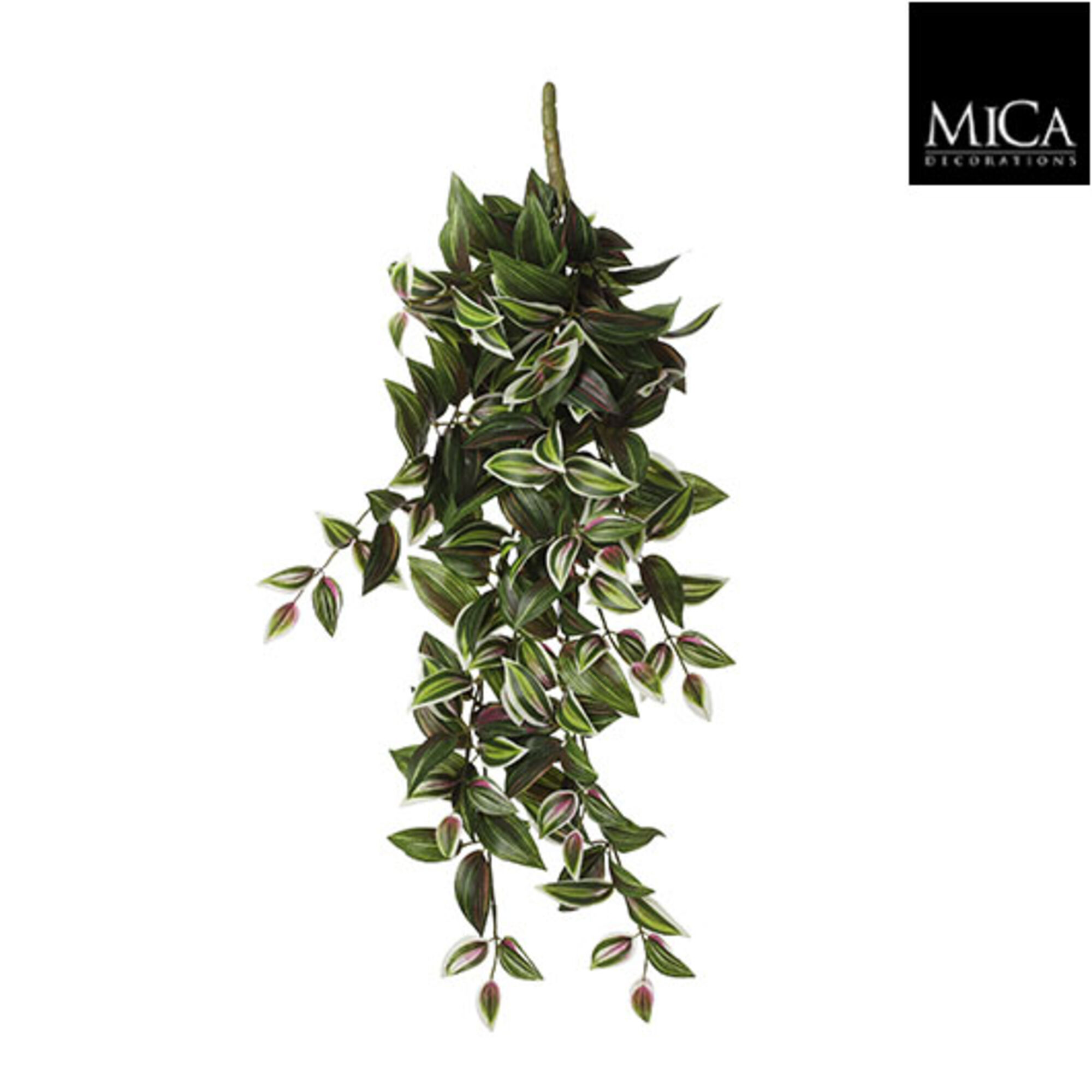 Tradescantia hangend groen