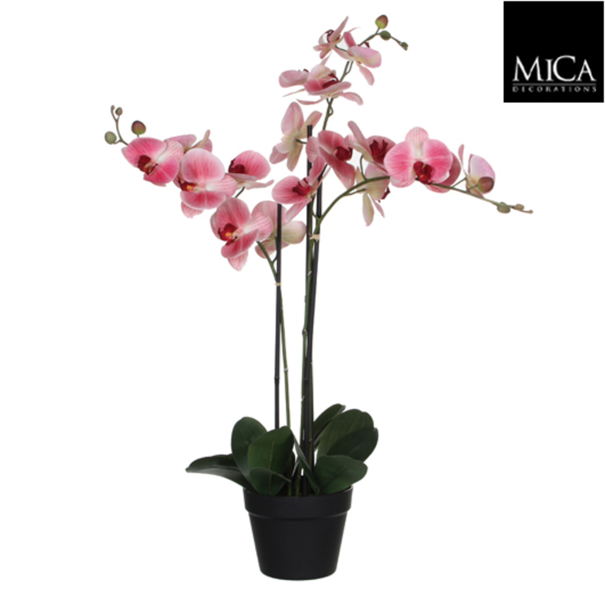 Phalaenopsis in plastic pot roze