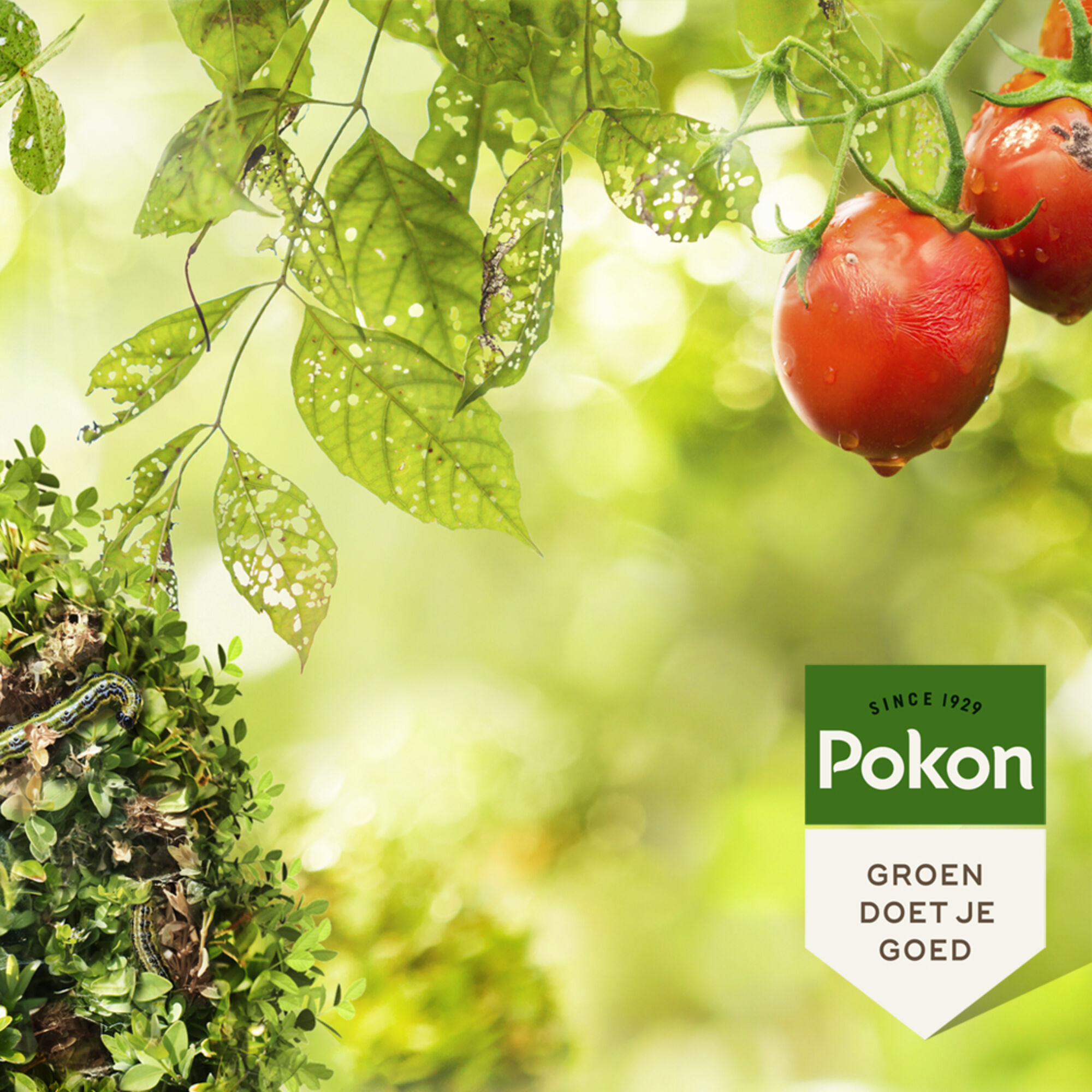 Pokon Bio Kuur Voor Weerbare en Gezonde Planten Spray