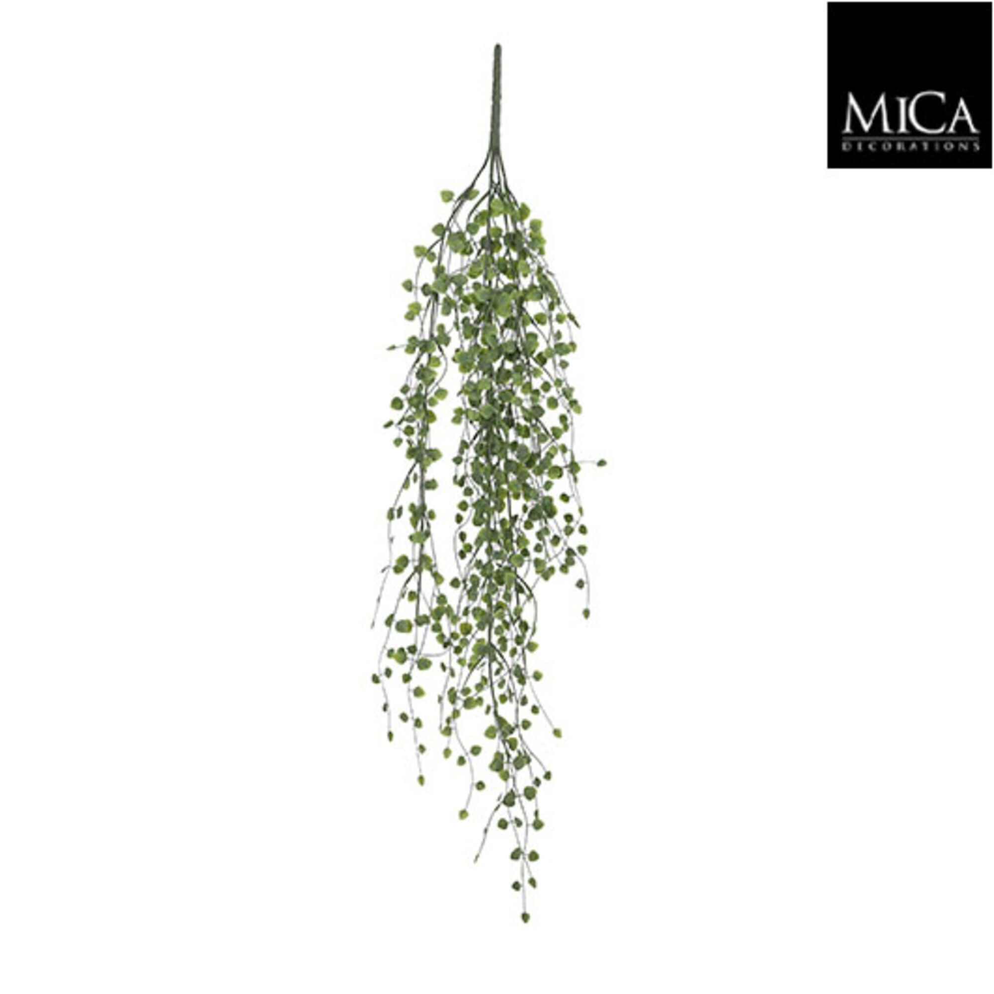 Peperomia hangend groen