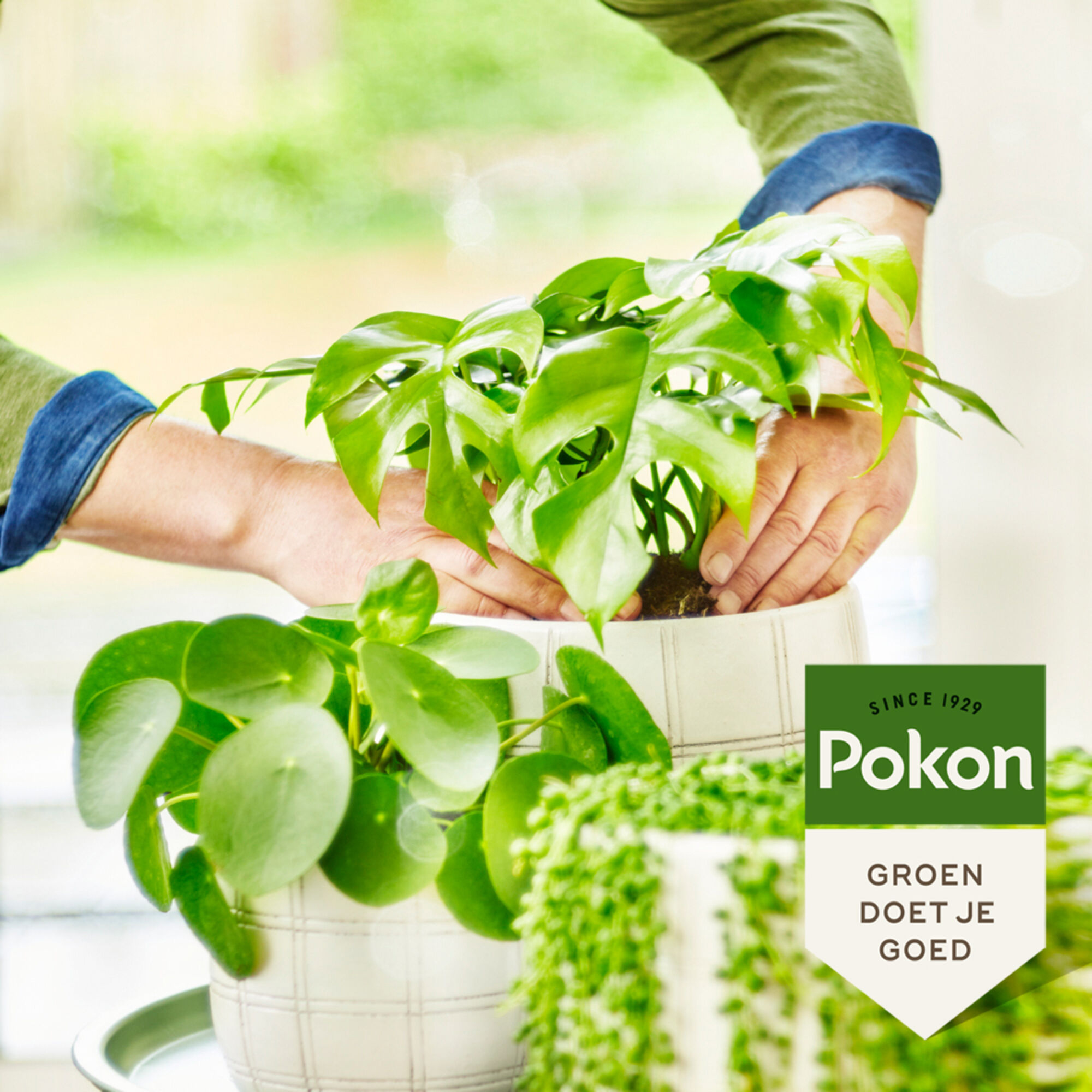 Pokon Bio Groene planten Voeding