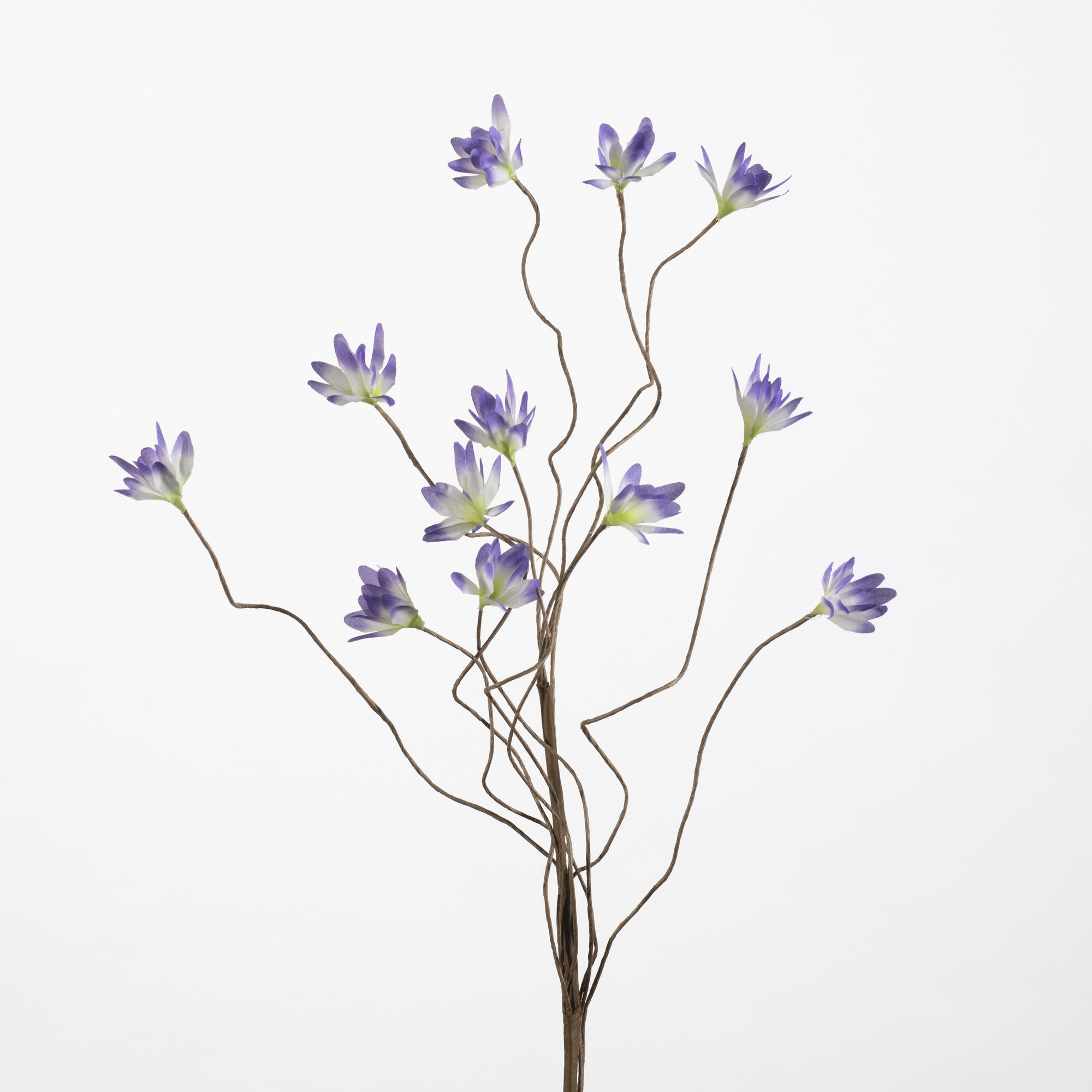 Triteleia spray - blue