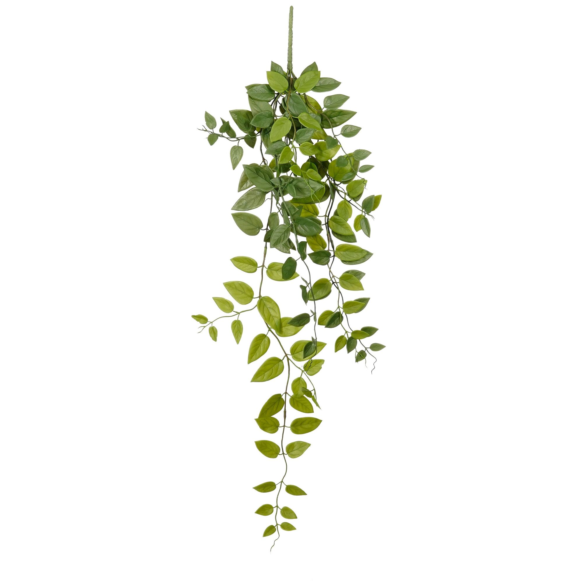 Scindapsus hangend groen