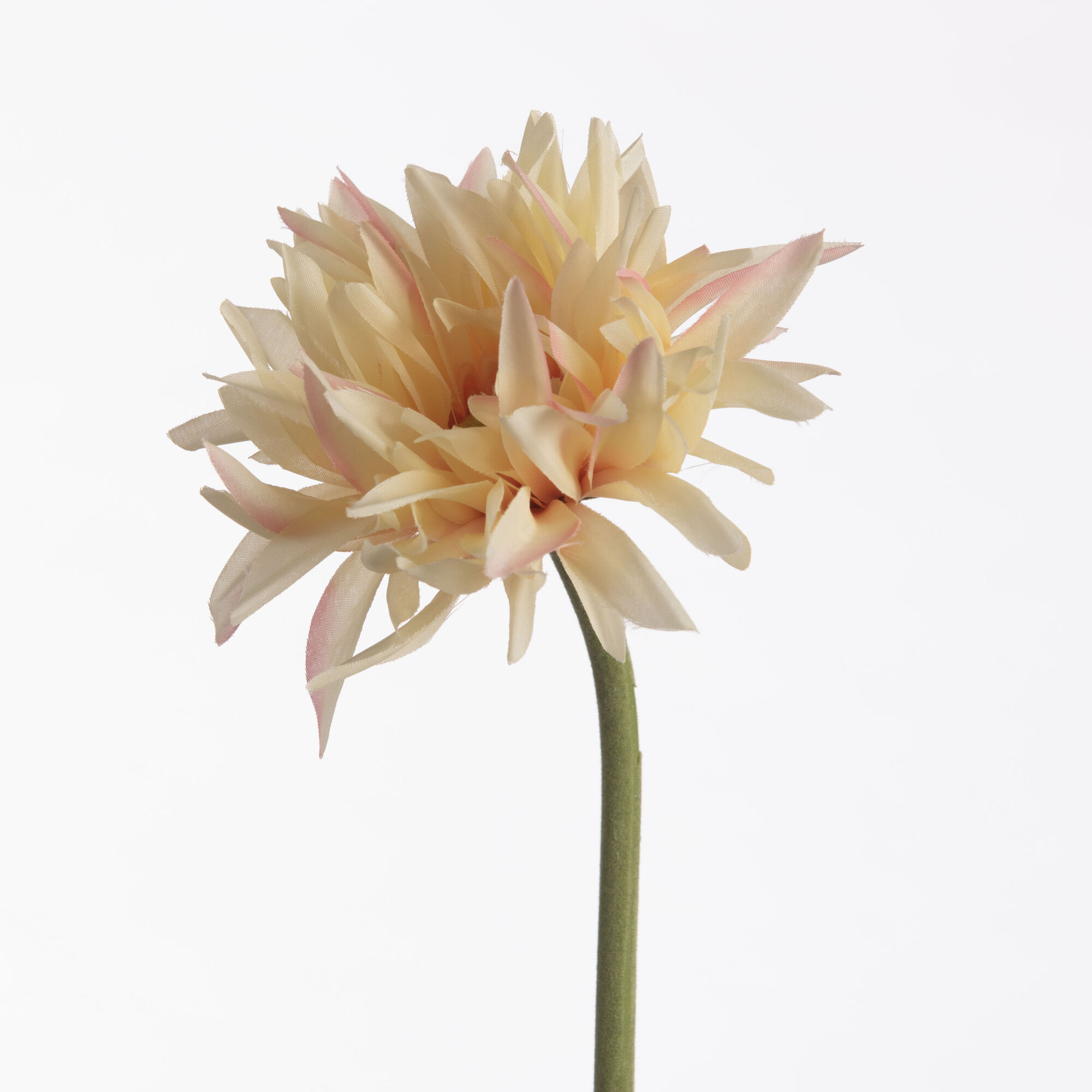 Gerbera Spider - Peach