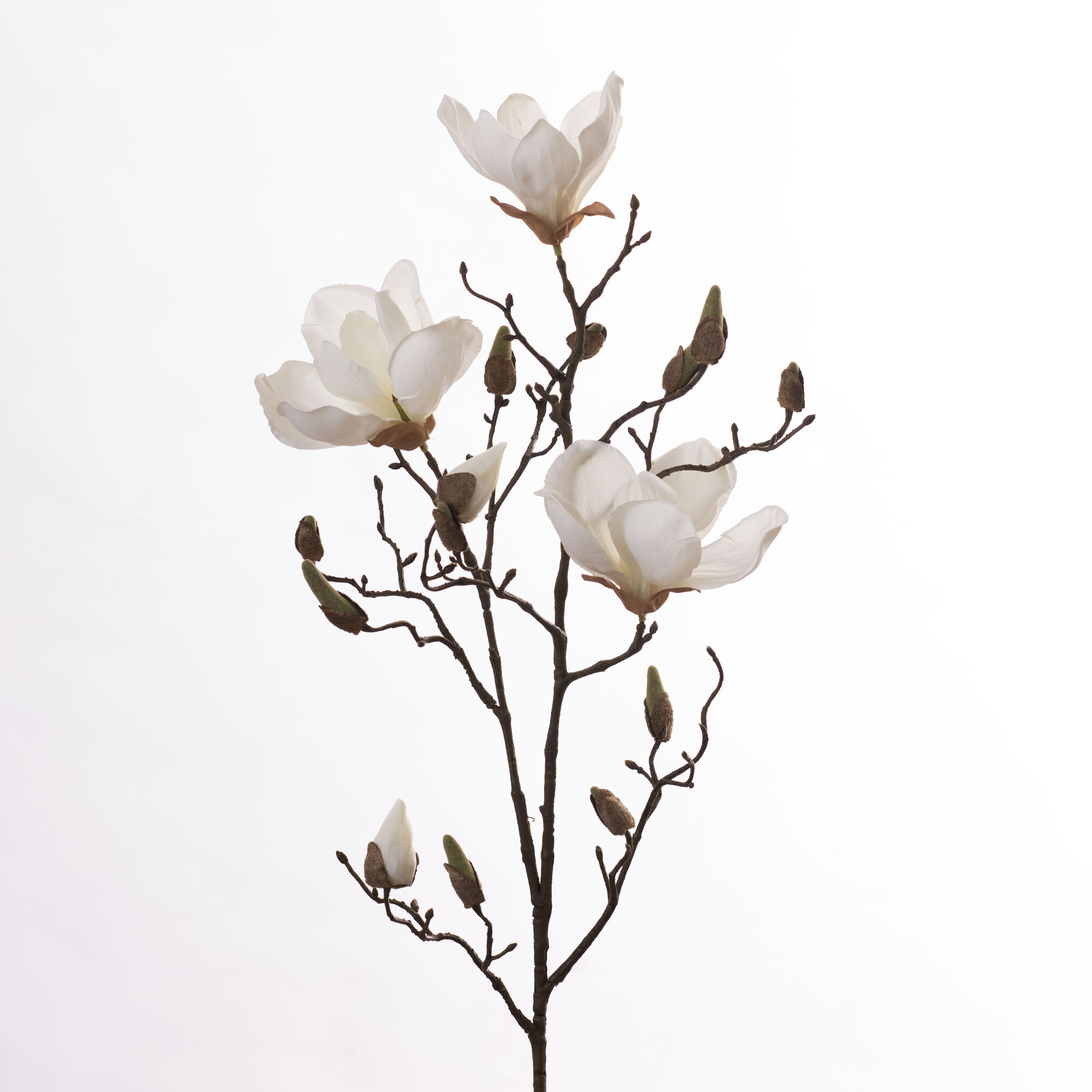 Magnolia - White