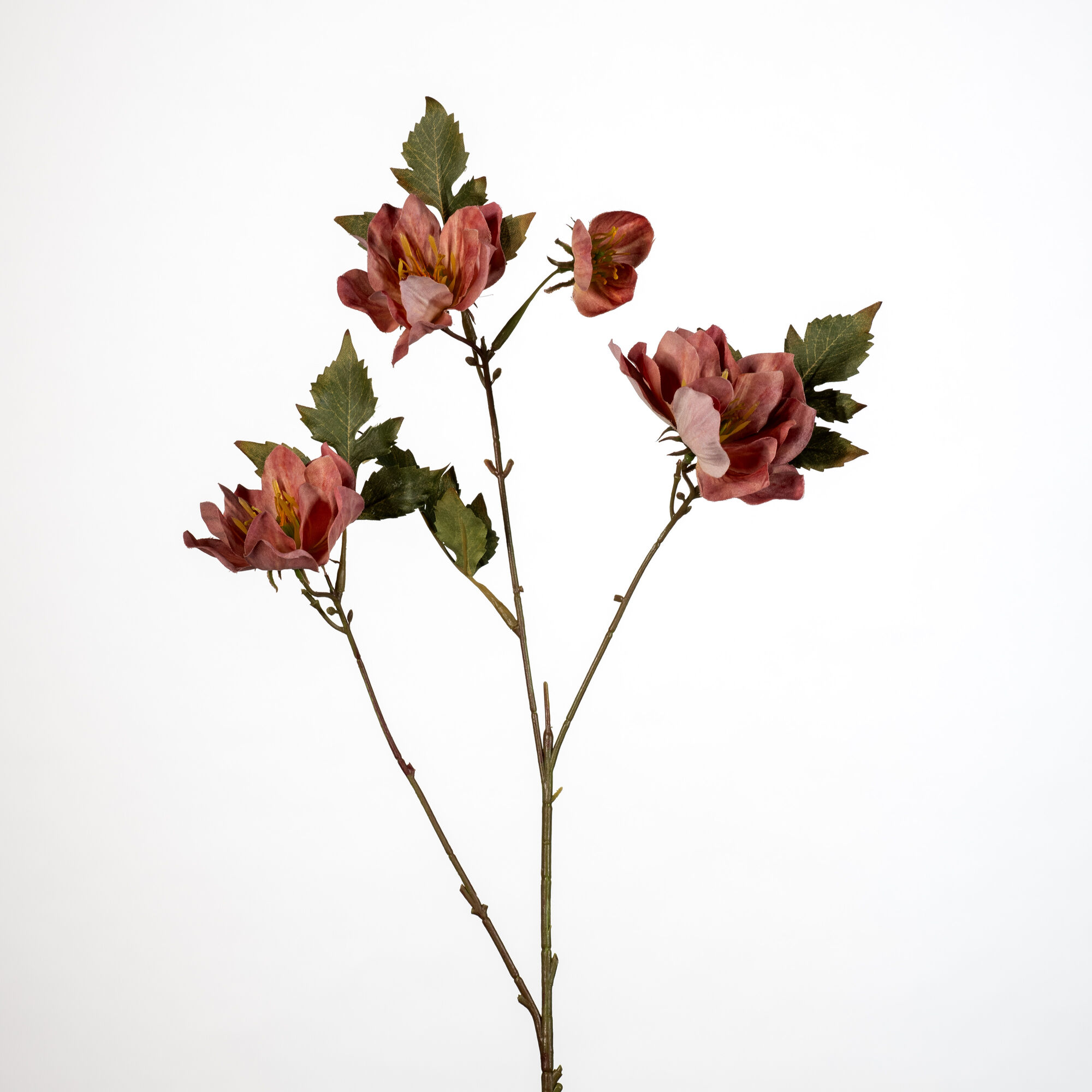Helleborus x4 old pink