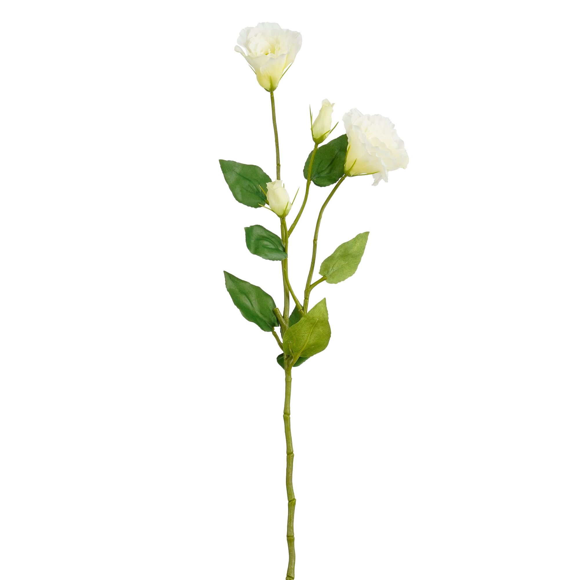 Lisianthus creme