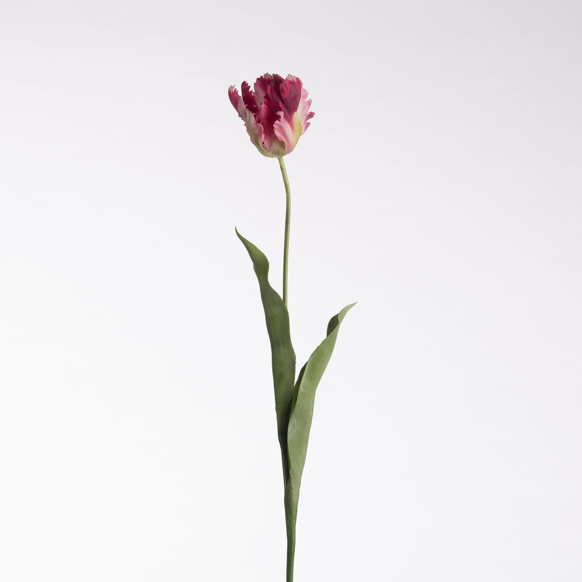 Tulip Parrot - Pink