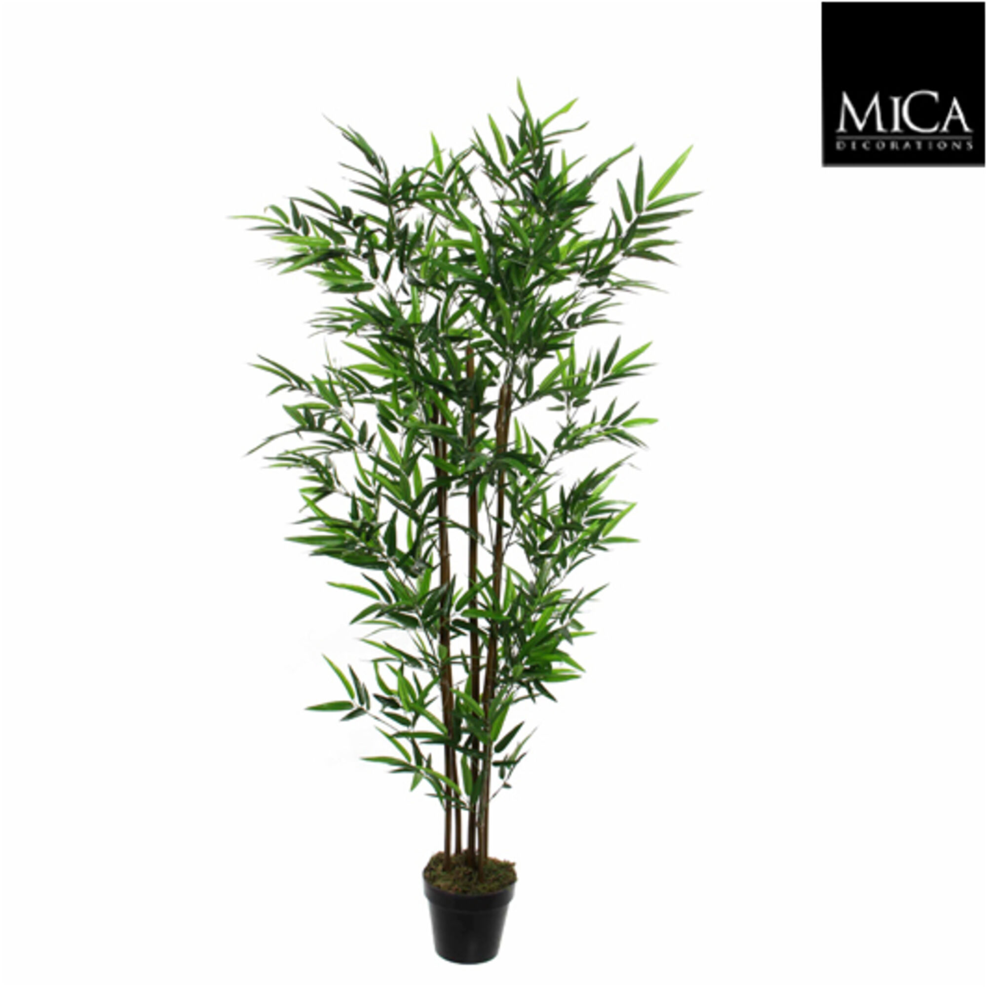 Bamboe in pot groen