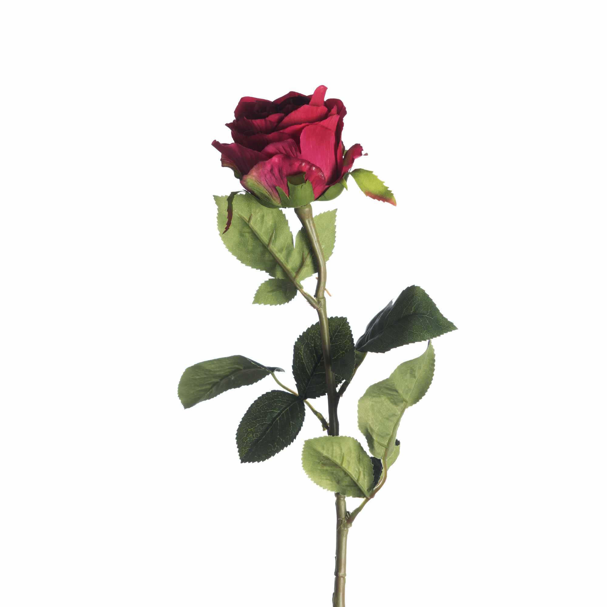 Rosa - Beauty