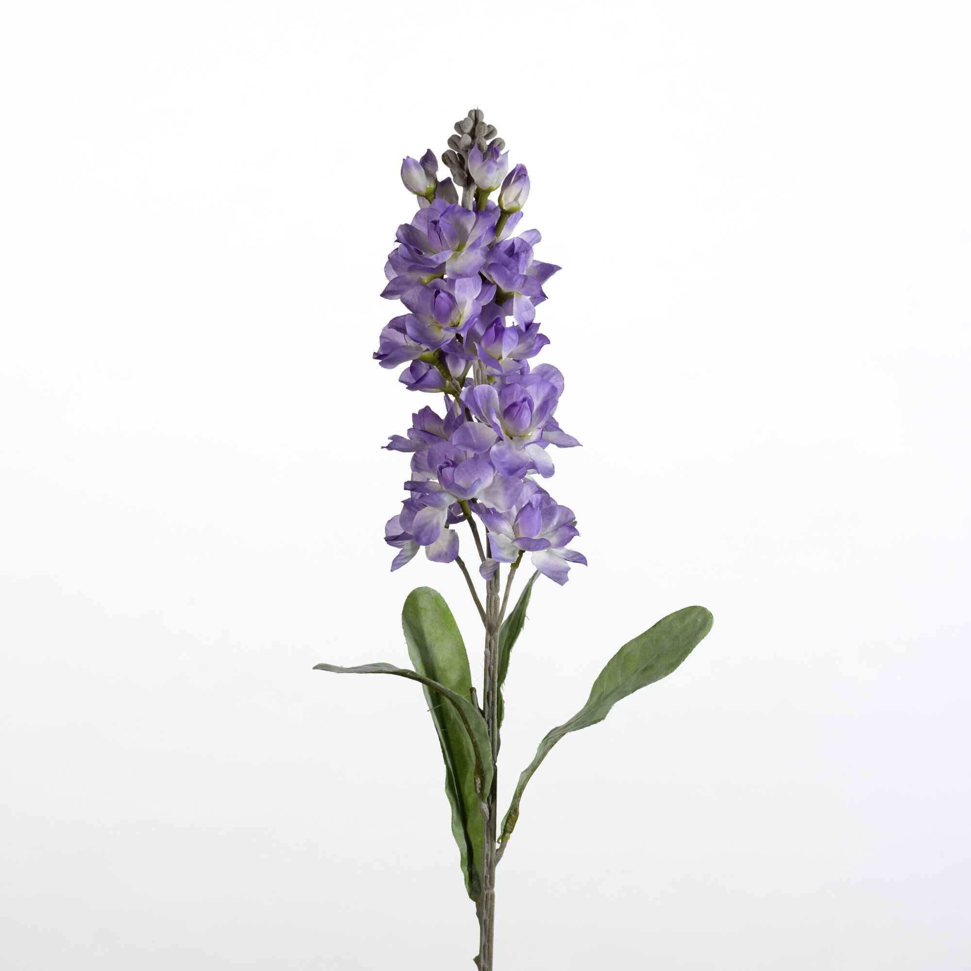 Matthiola - purple