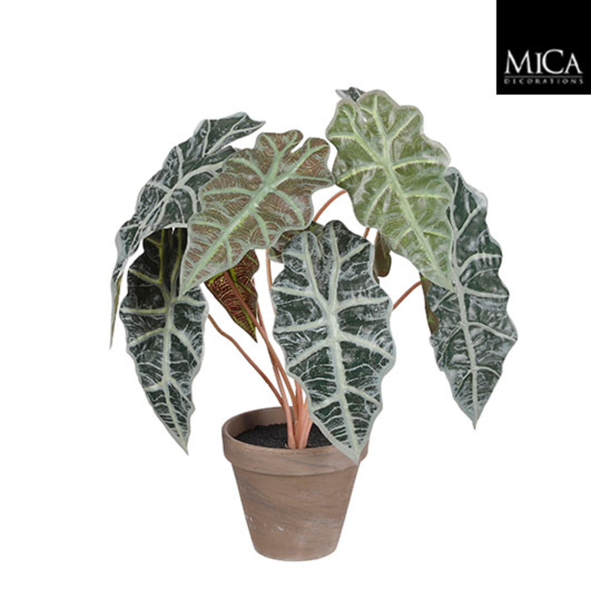 Alocasia groen in pot Stan grijs d13,5cm