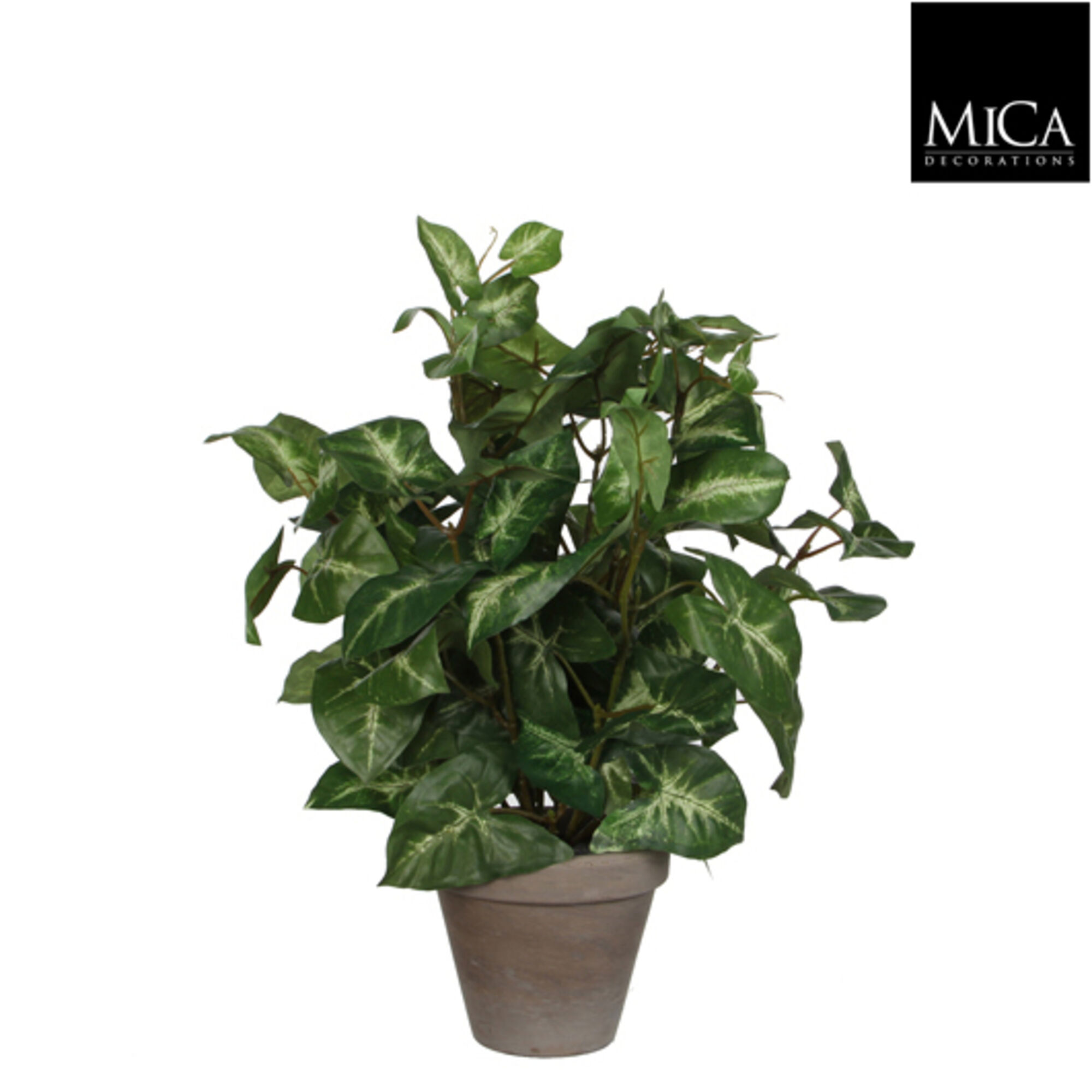 Syngonium groen in pot Stan grijs d11,5cm