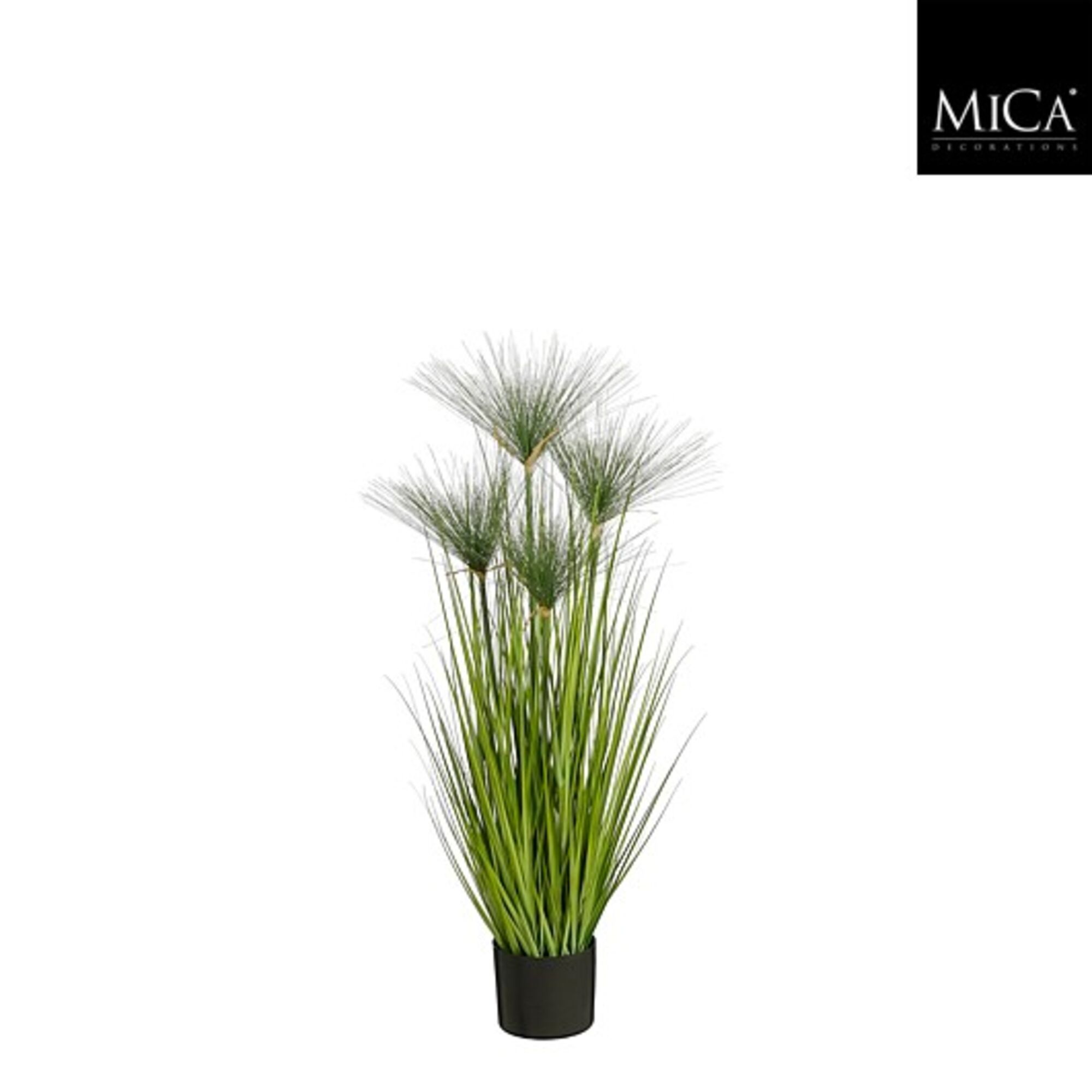 Papyrus in plastic pot groen