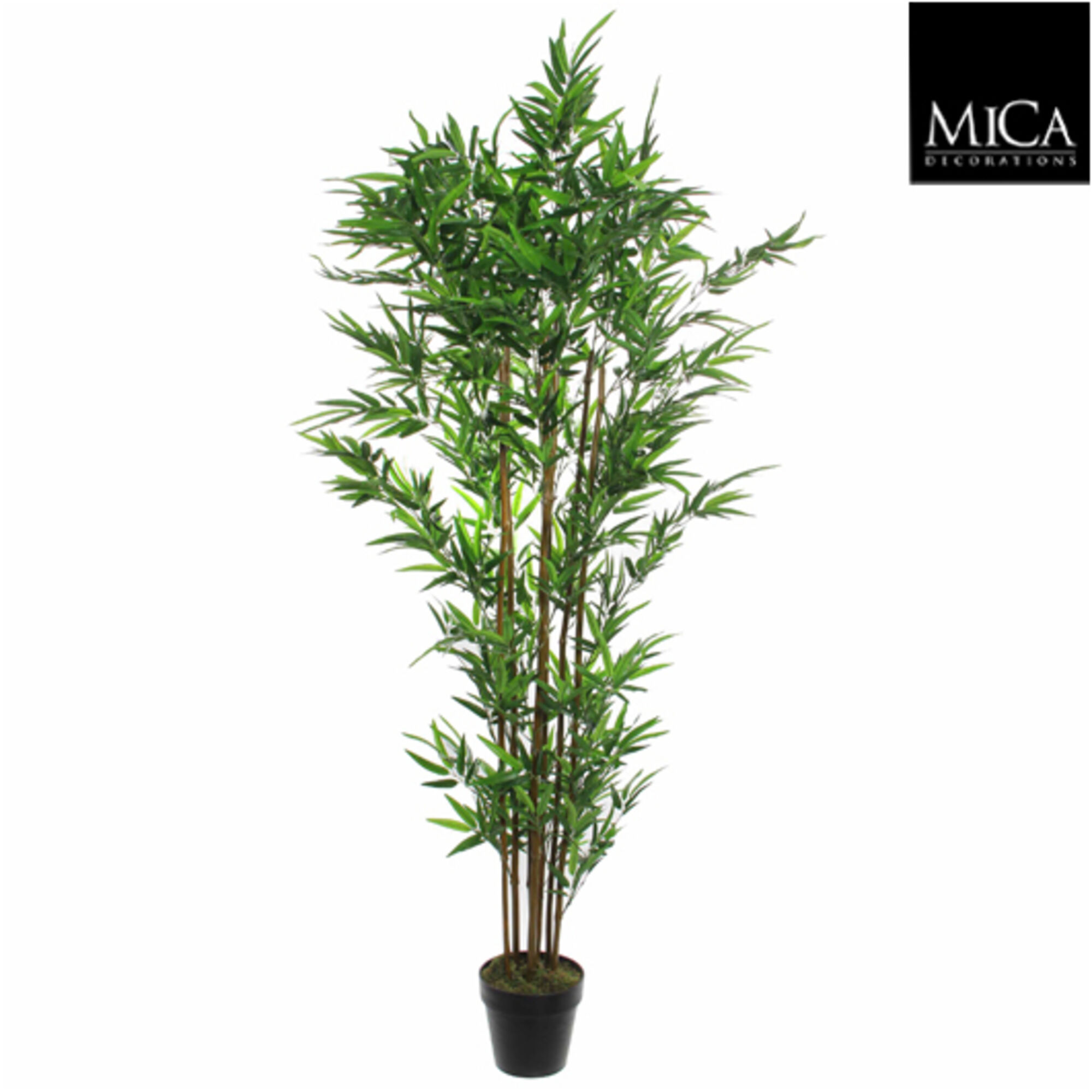 Bamboe in pot groen