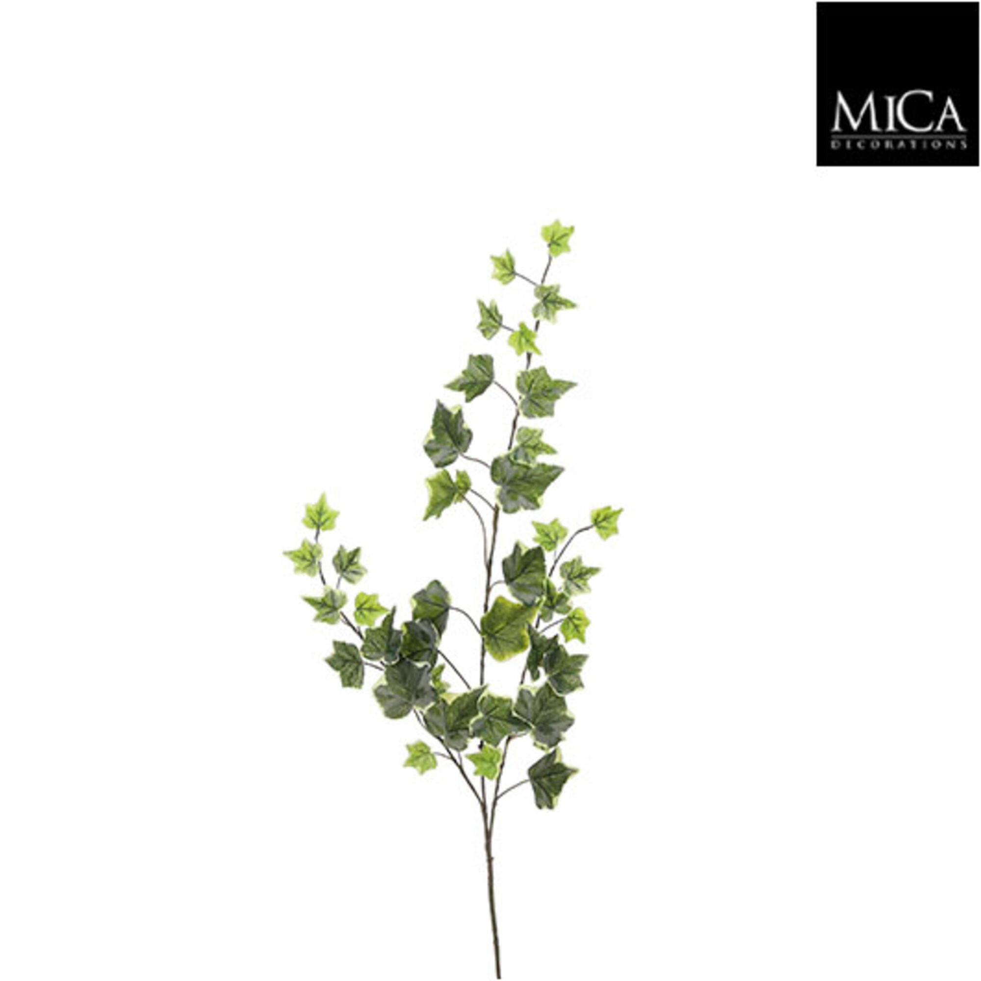 Hedera groen bont