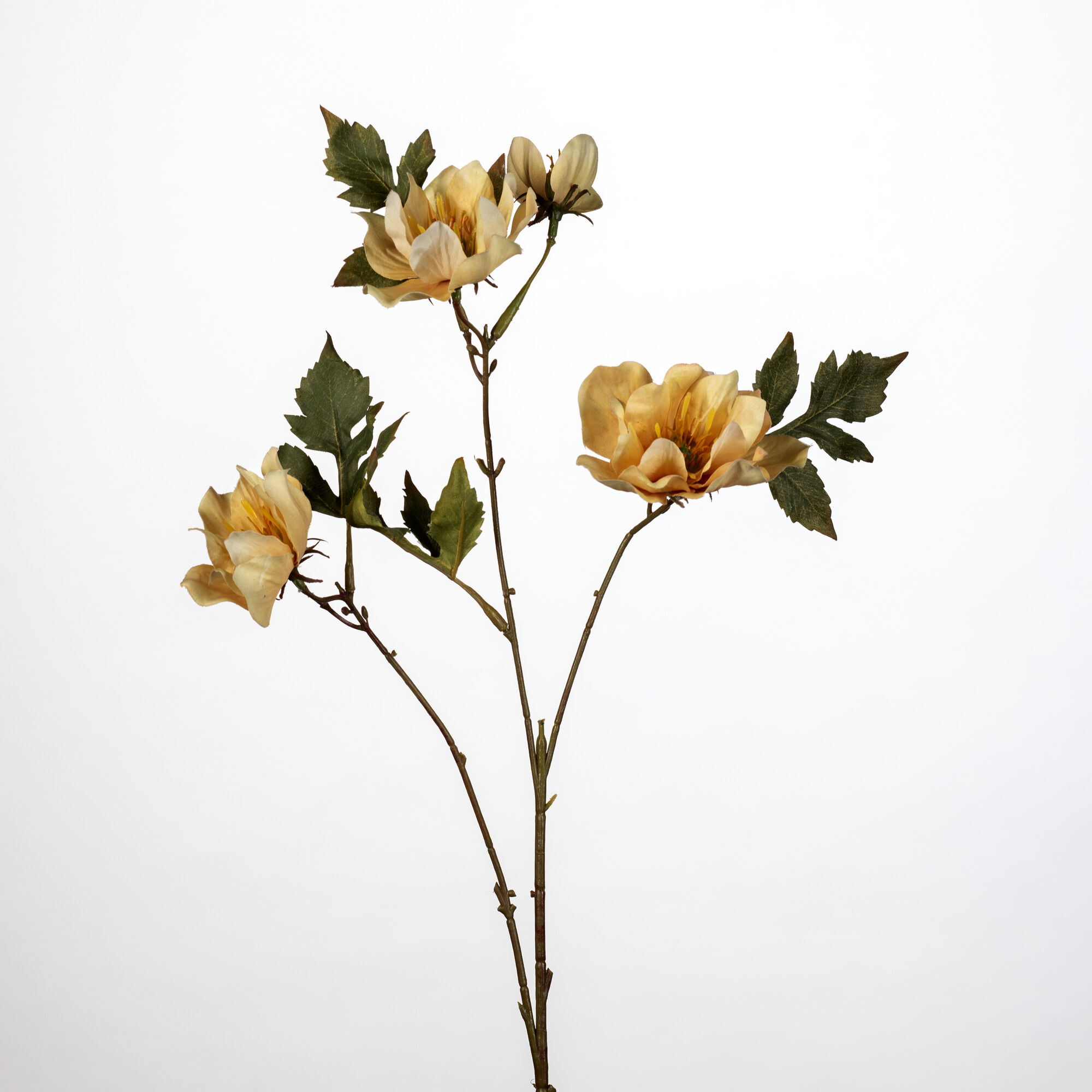 Helleborus x4 L. yellow