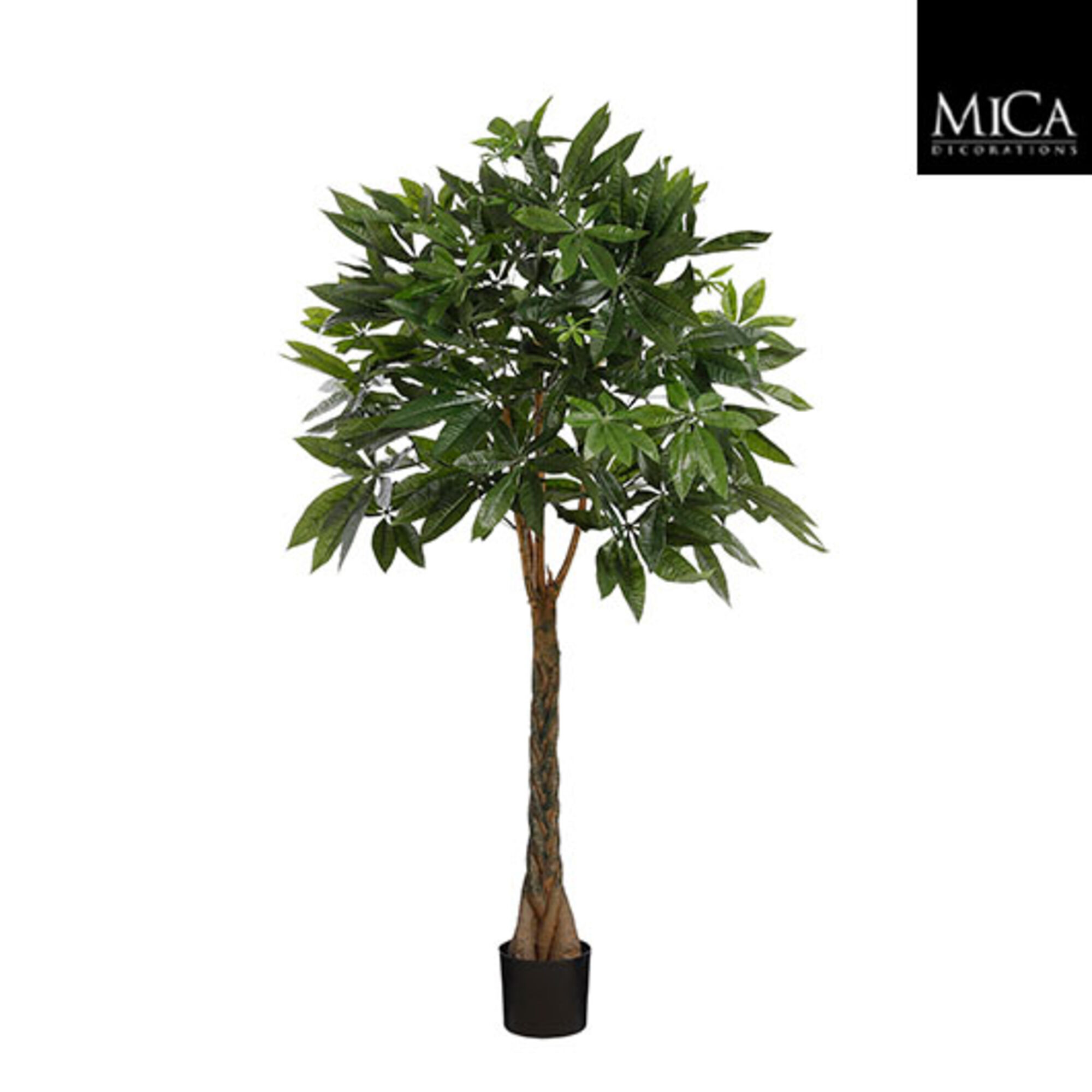 Pachira in pot groen