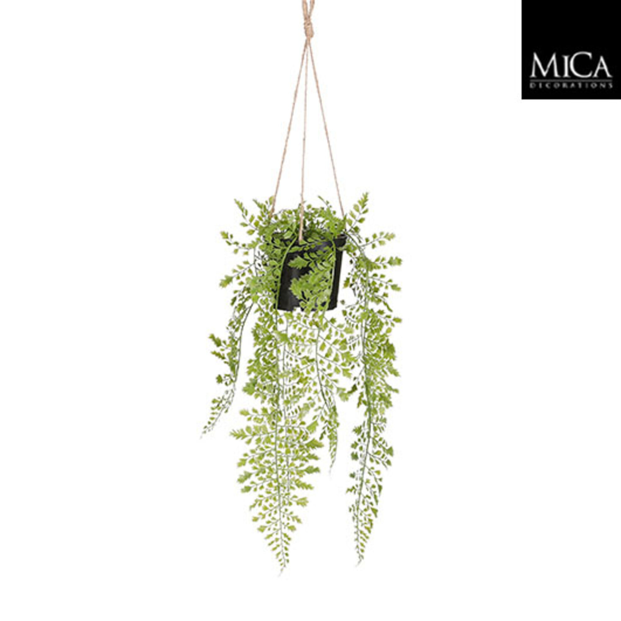 Adiantum hangend in pot groen