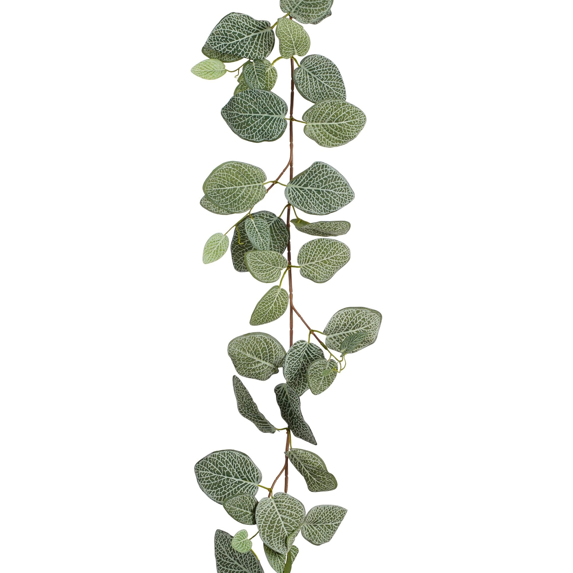 Slinger fittonia groen