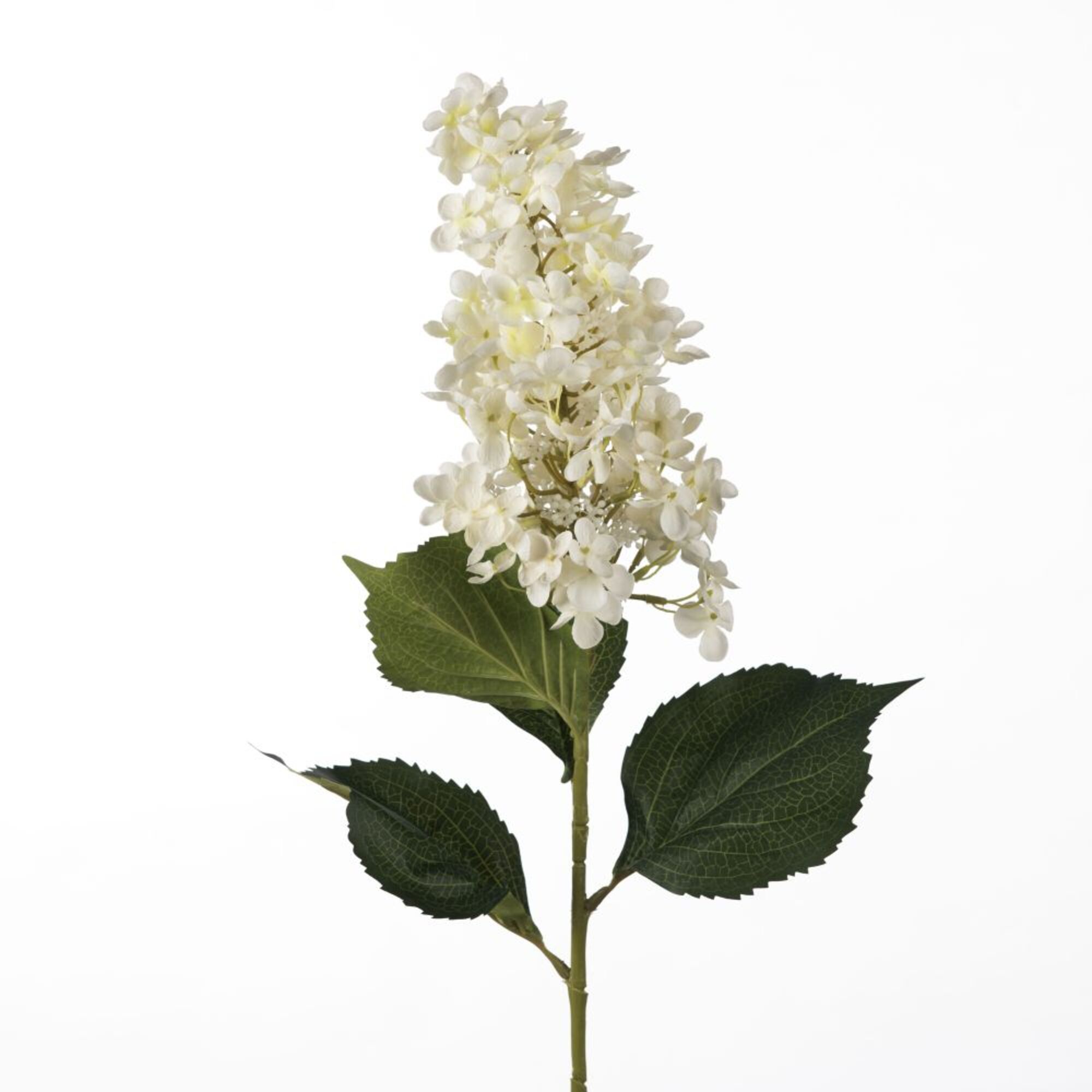 Hydrangea - White
