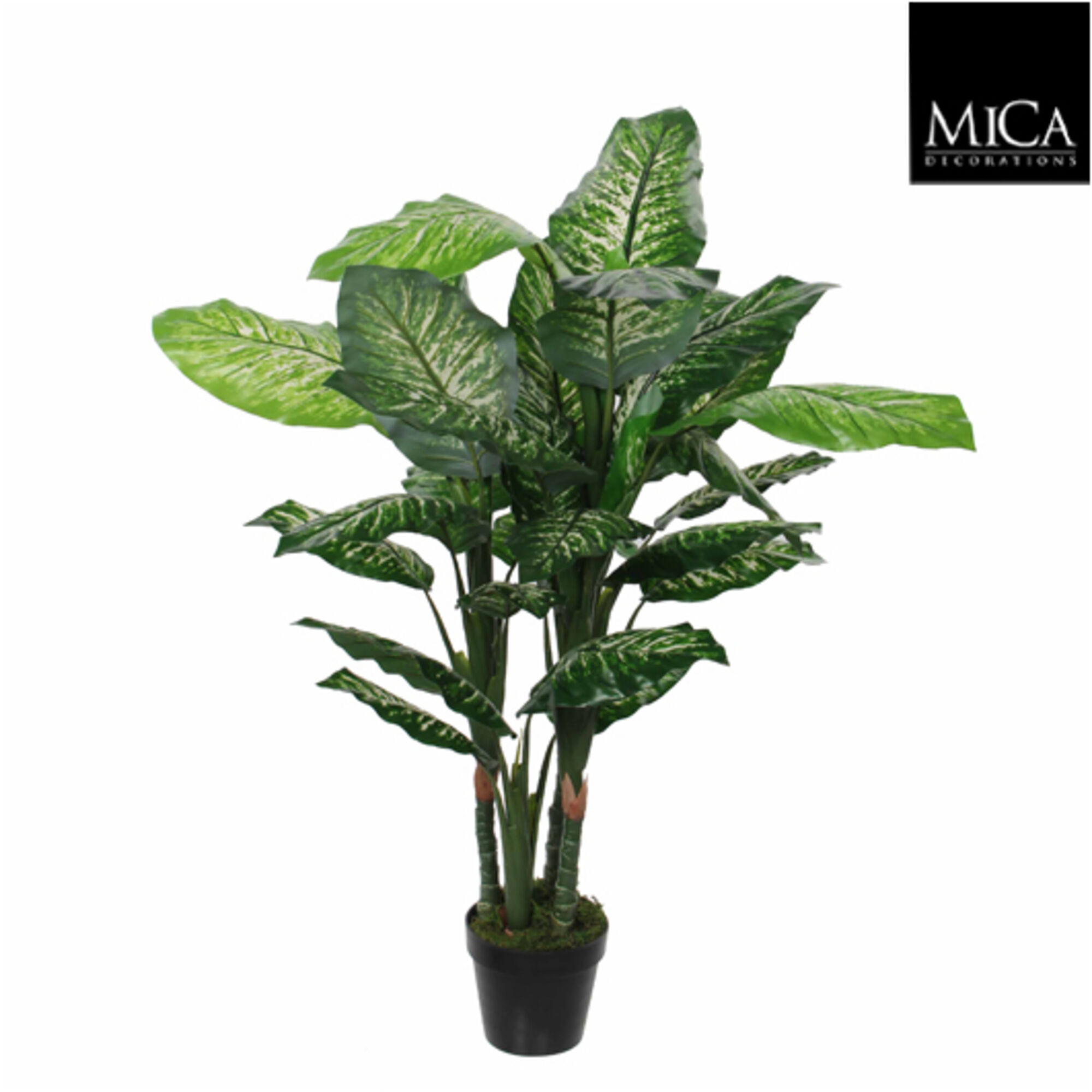 Dieffenbachia in pot groen