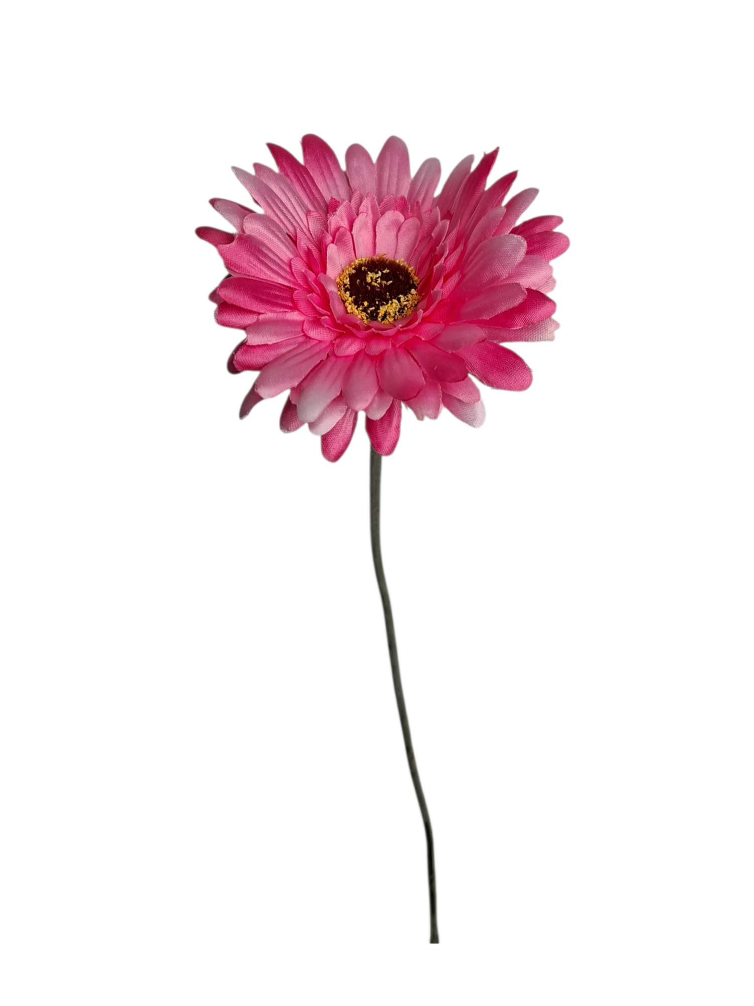 Gerbera - Beauty