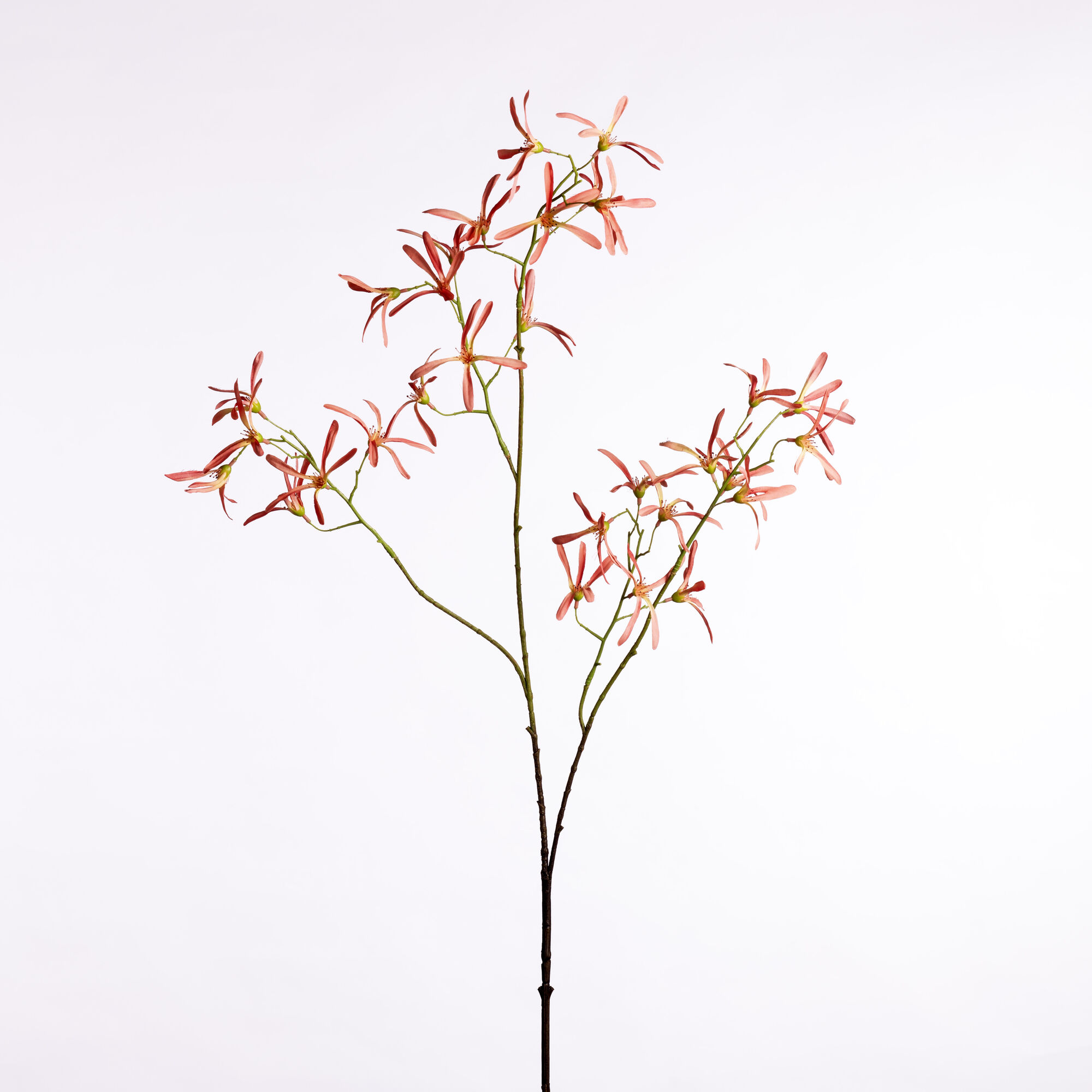 Orchid Spray - Pink