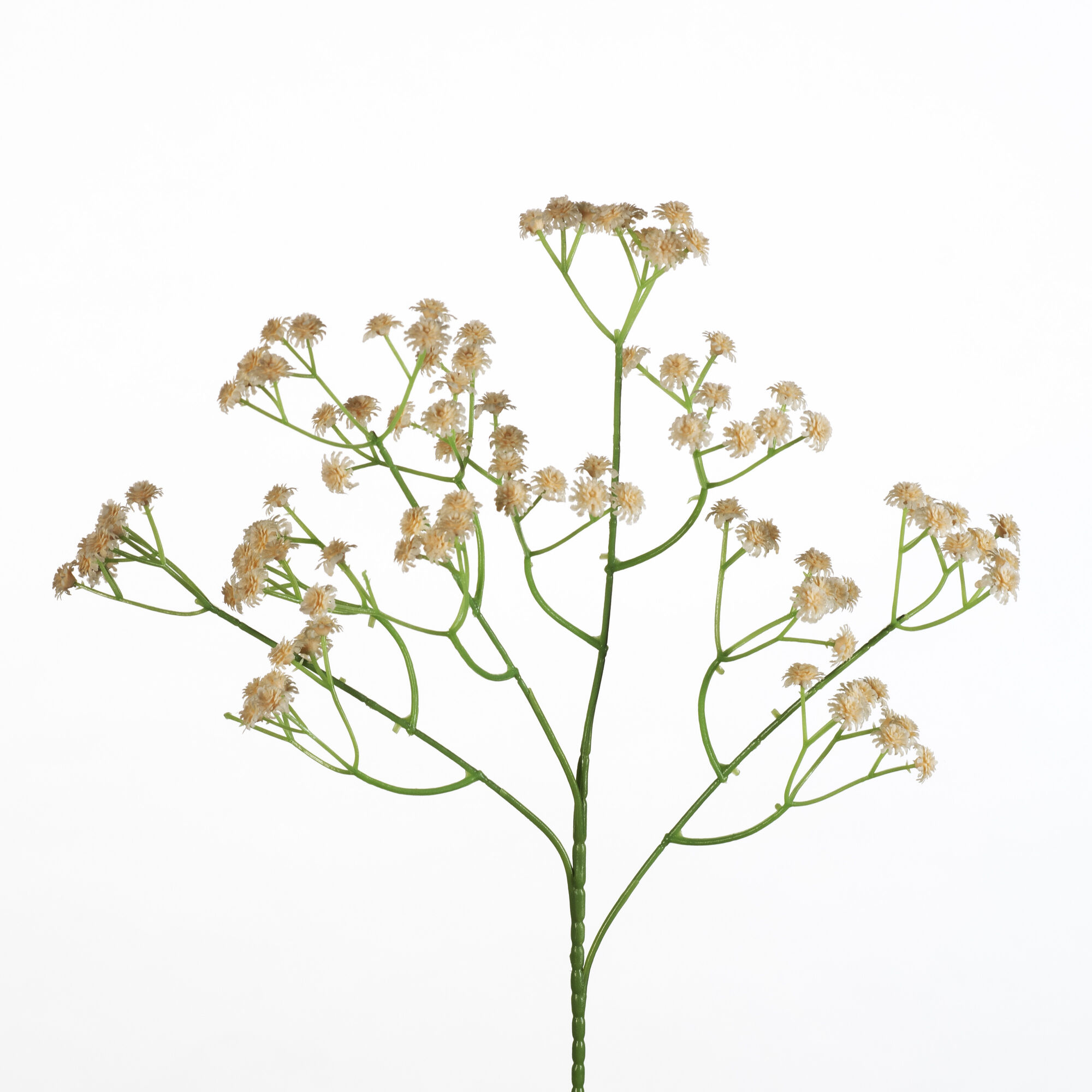 Gypsophila spray - cream