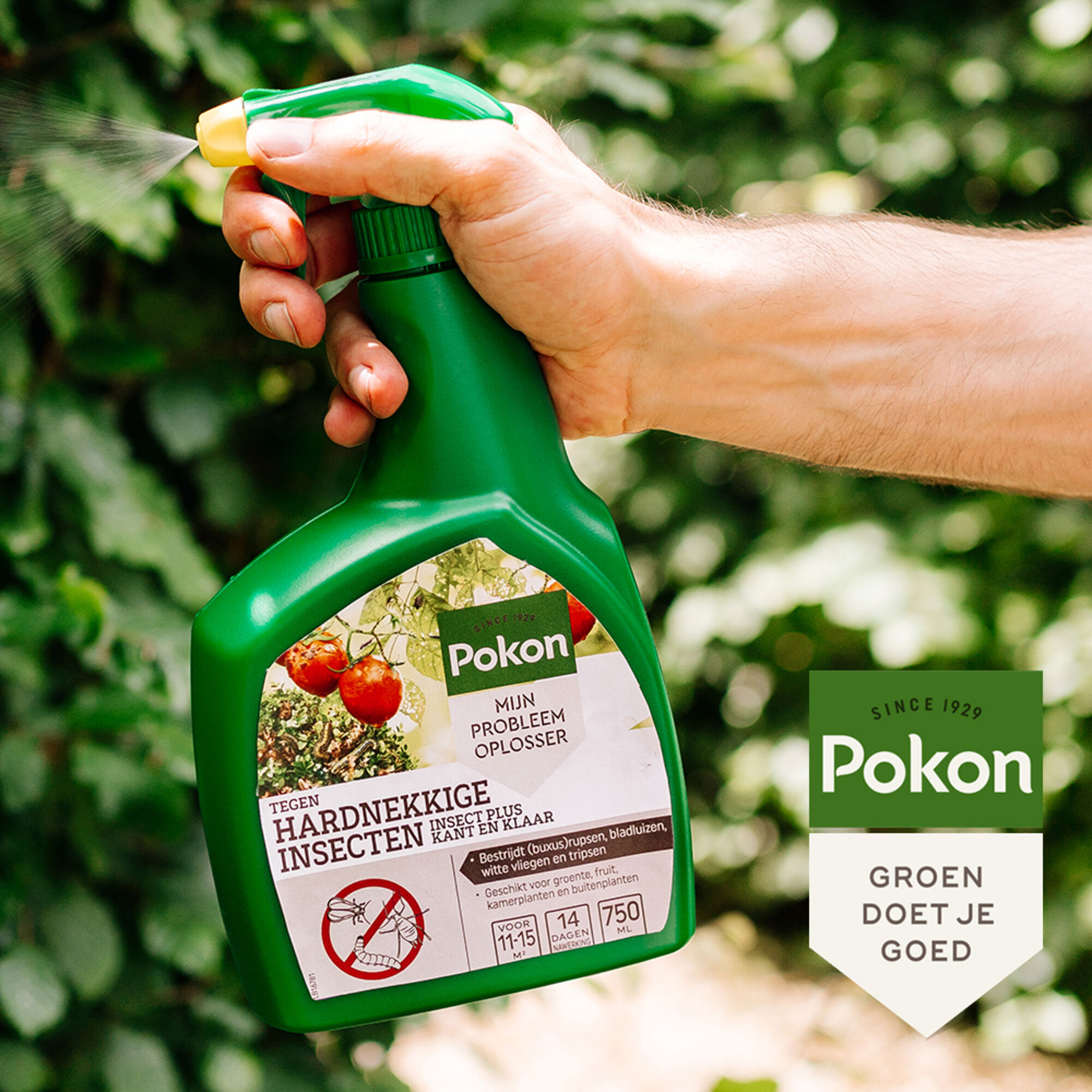 Pokon Tegen Insecten Hardnekkige Spray