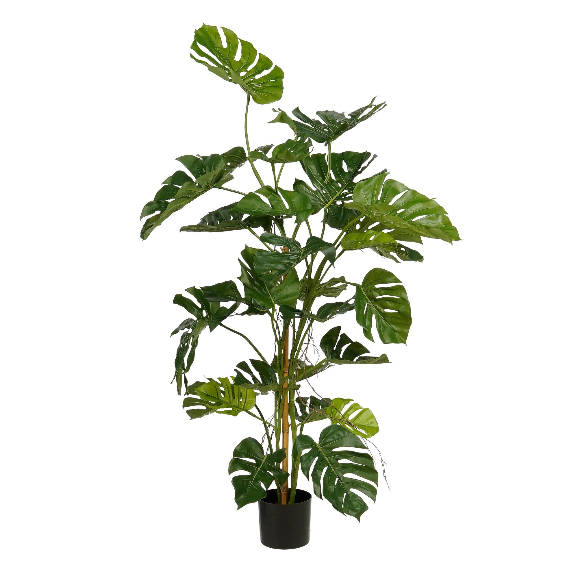 Monstera in pot groen