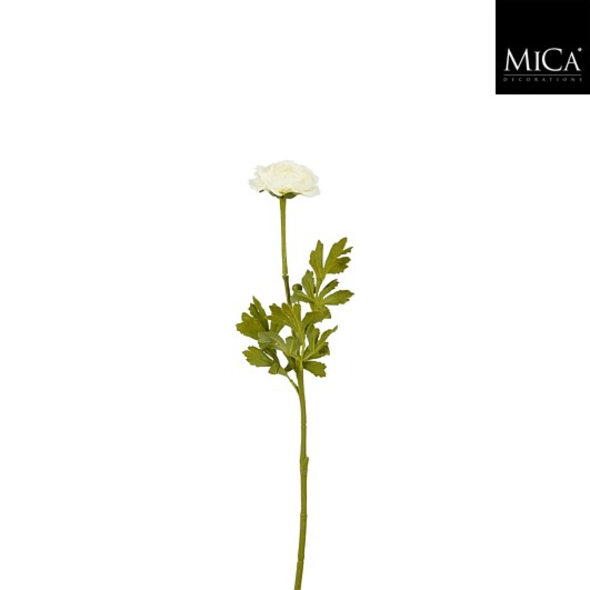 Ranunculus creme