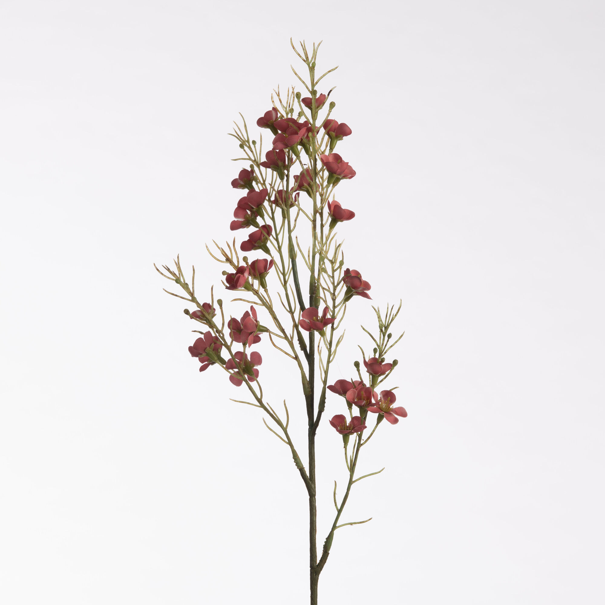 Wax Flower red