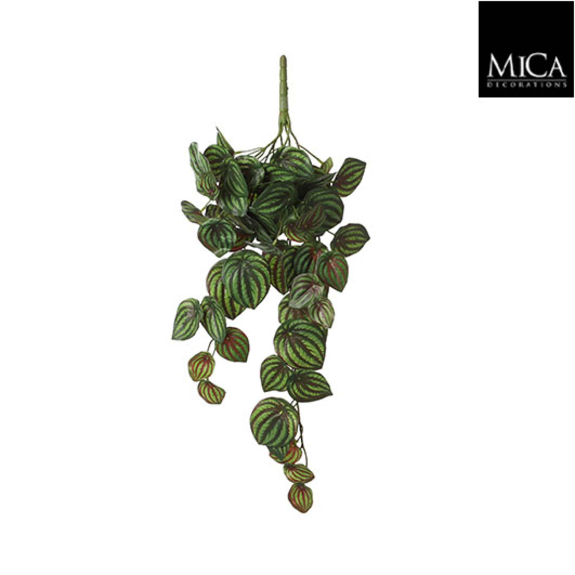 Peperomia hangend groen bont